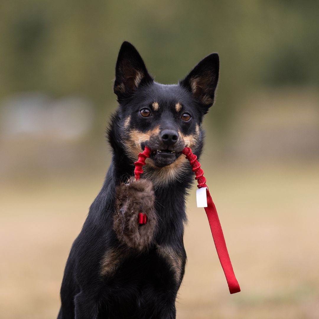 瑞典Doggie-Zen｜彈力藏食海狸毛玩具