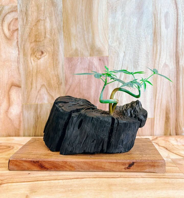 【1023專屬訂單 FB -Amber Hsieh】Rewood 龍眼炭盆栽