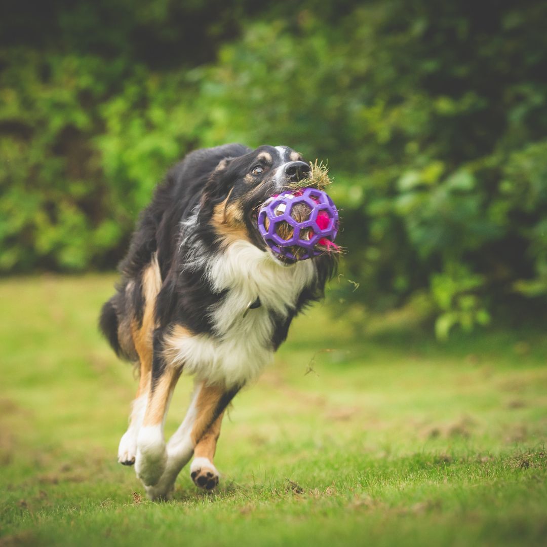 瑞典Doggie-Zen｜鹿毛響紙玩具 (無附Hol-ee球)