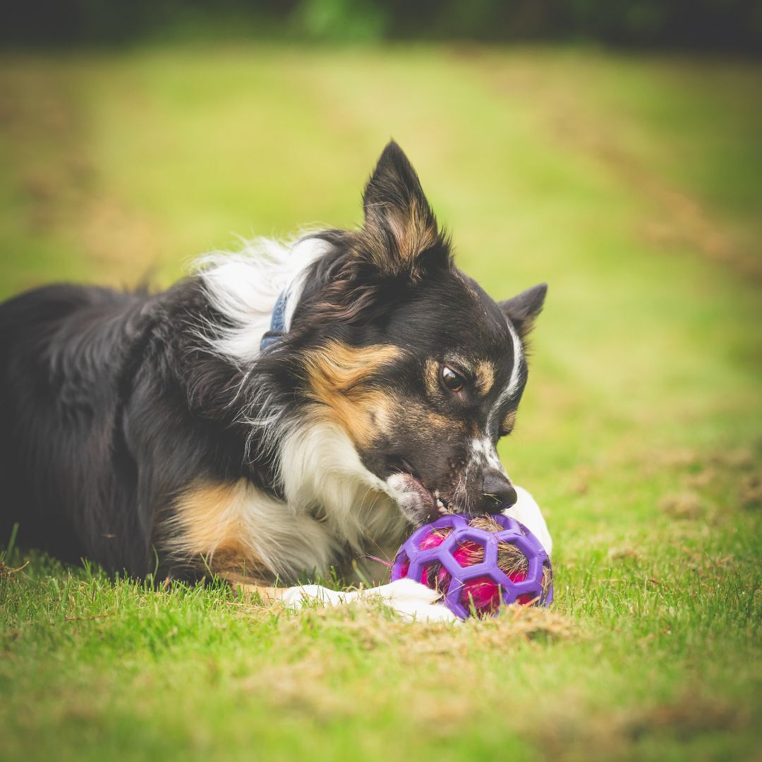 瑞典Doggie-Zen｜鹿毛響紙玩具 (無附Hol-ee球)