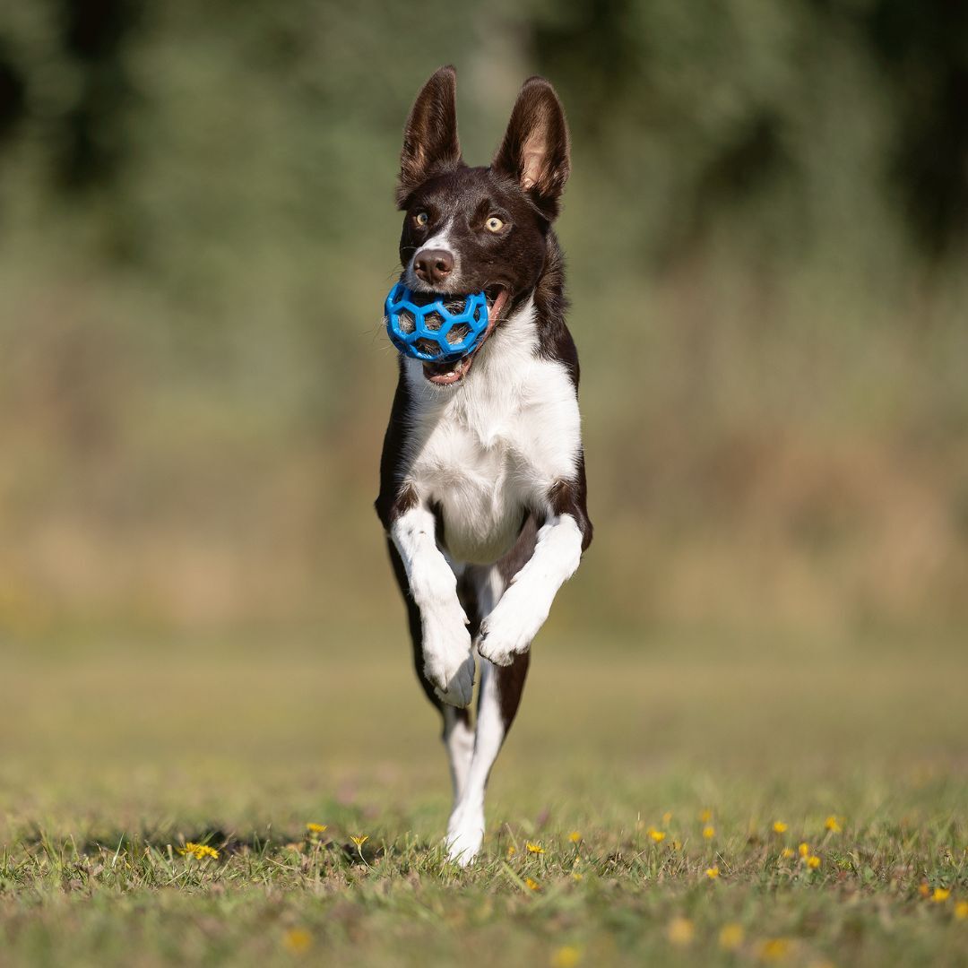 瑞典Doggie-Zen｜獾毛響紙玩具 (無附Hol-ee球)