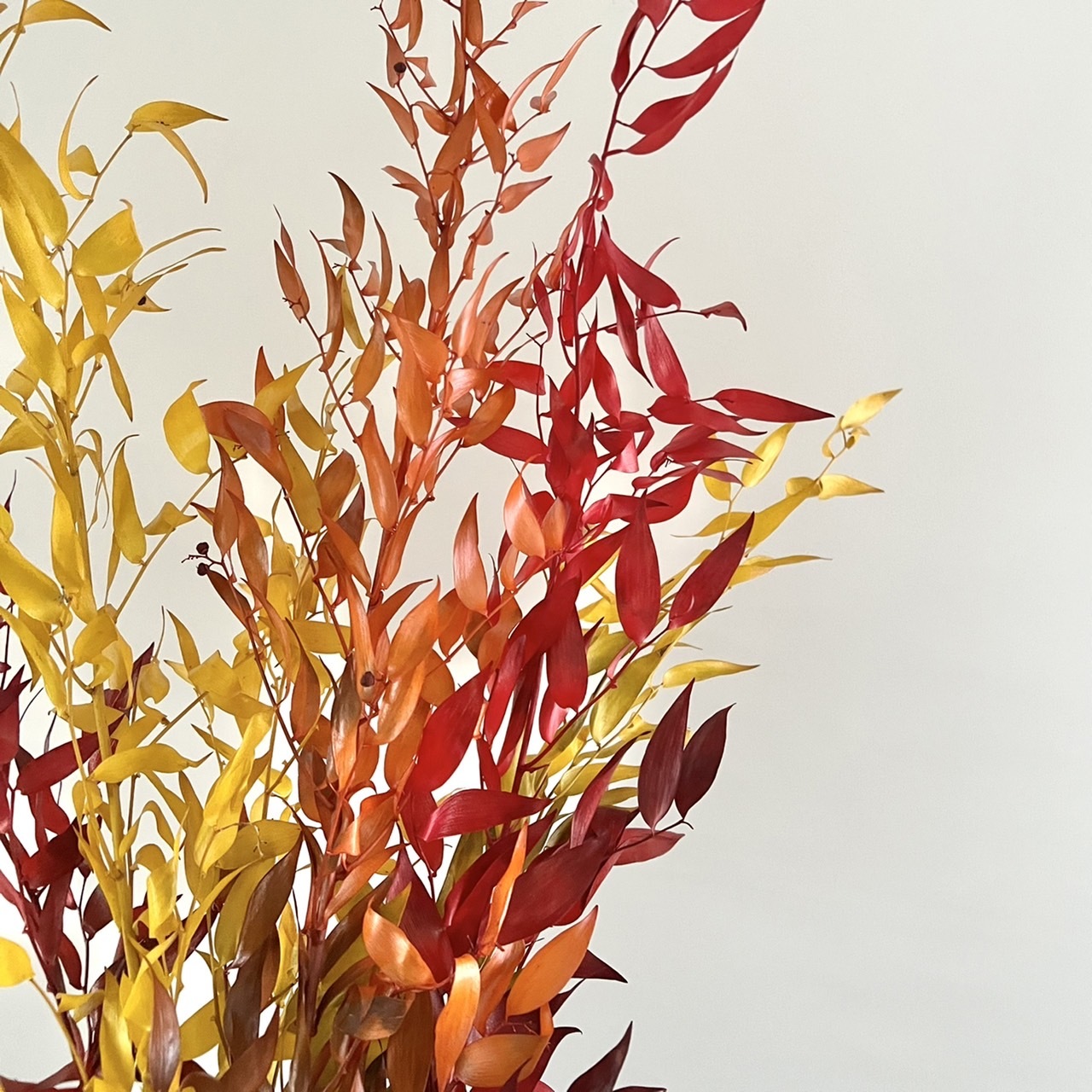 義大利不凋秋色小樺木