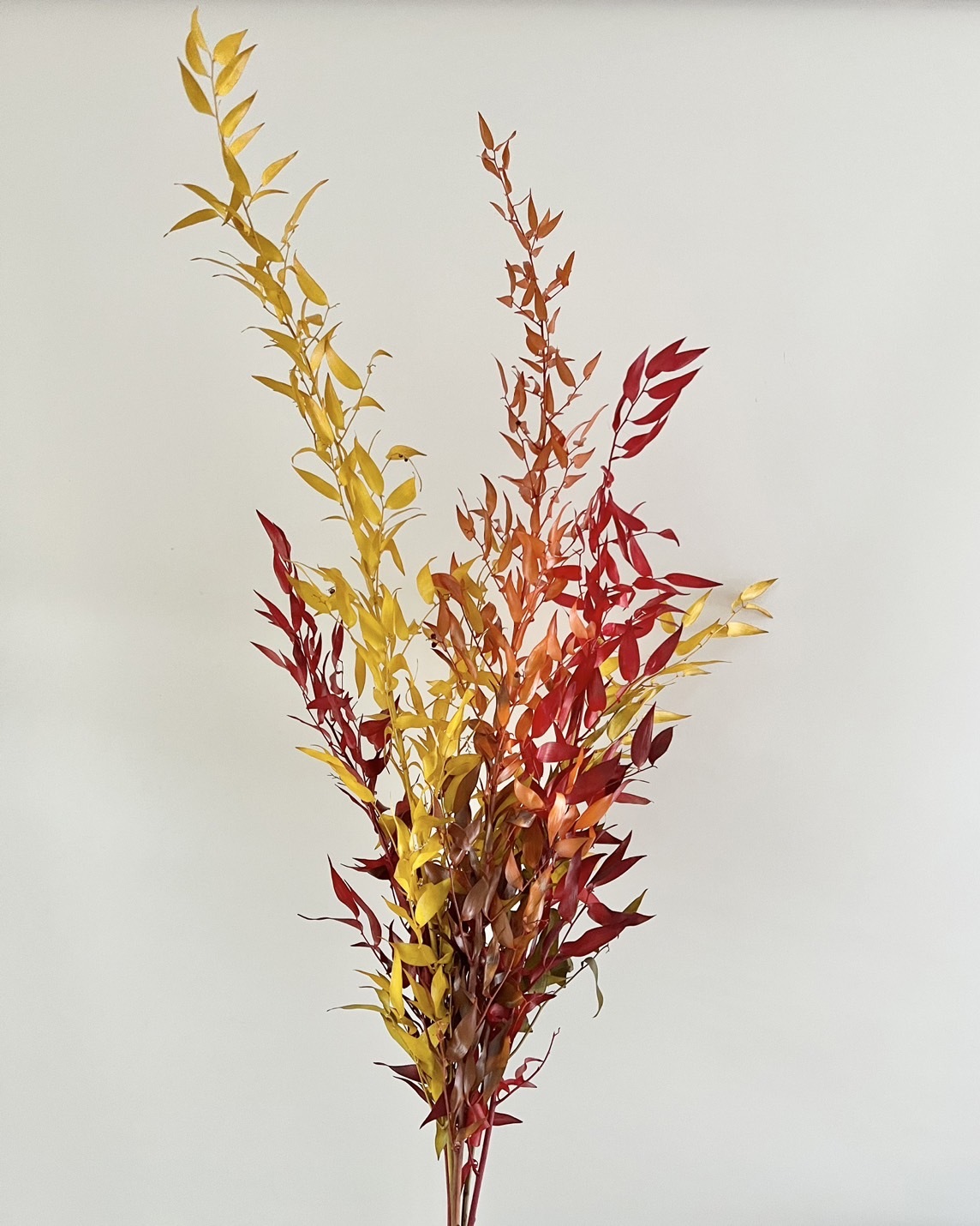 義大利不凋秋色小樺木