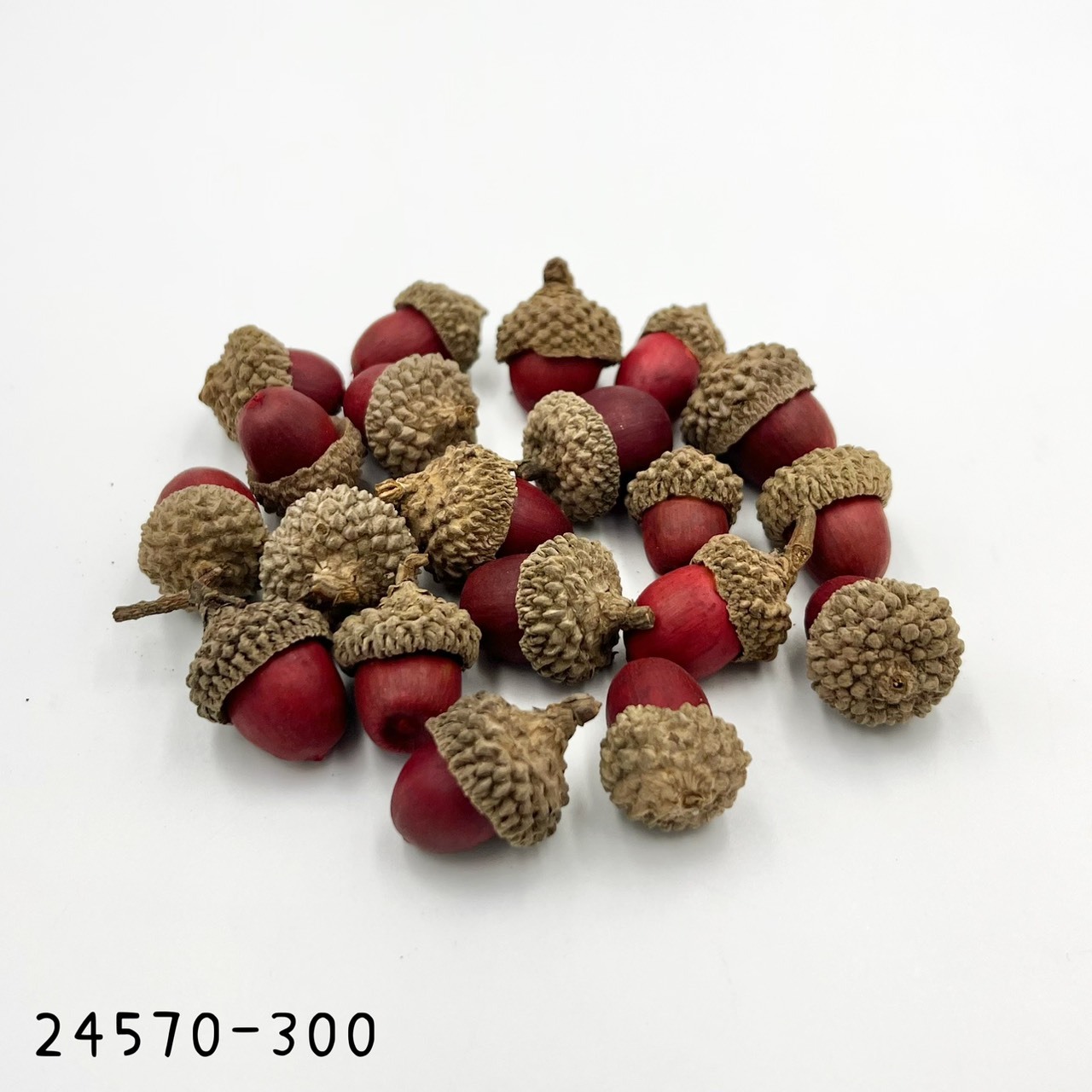 日本紅色橡樹果 24570-300