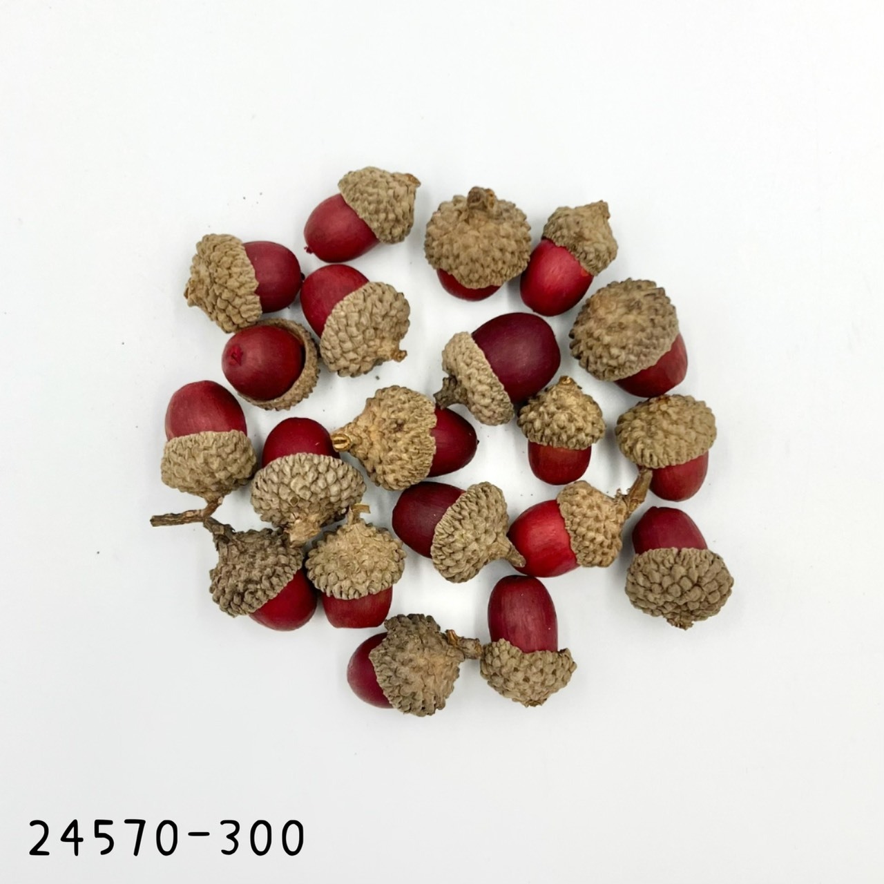 日本紅色橡樹果 24570-300