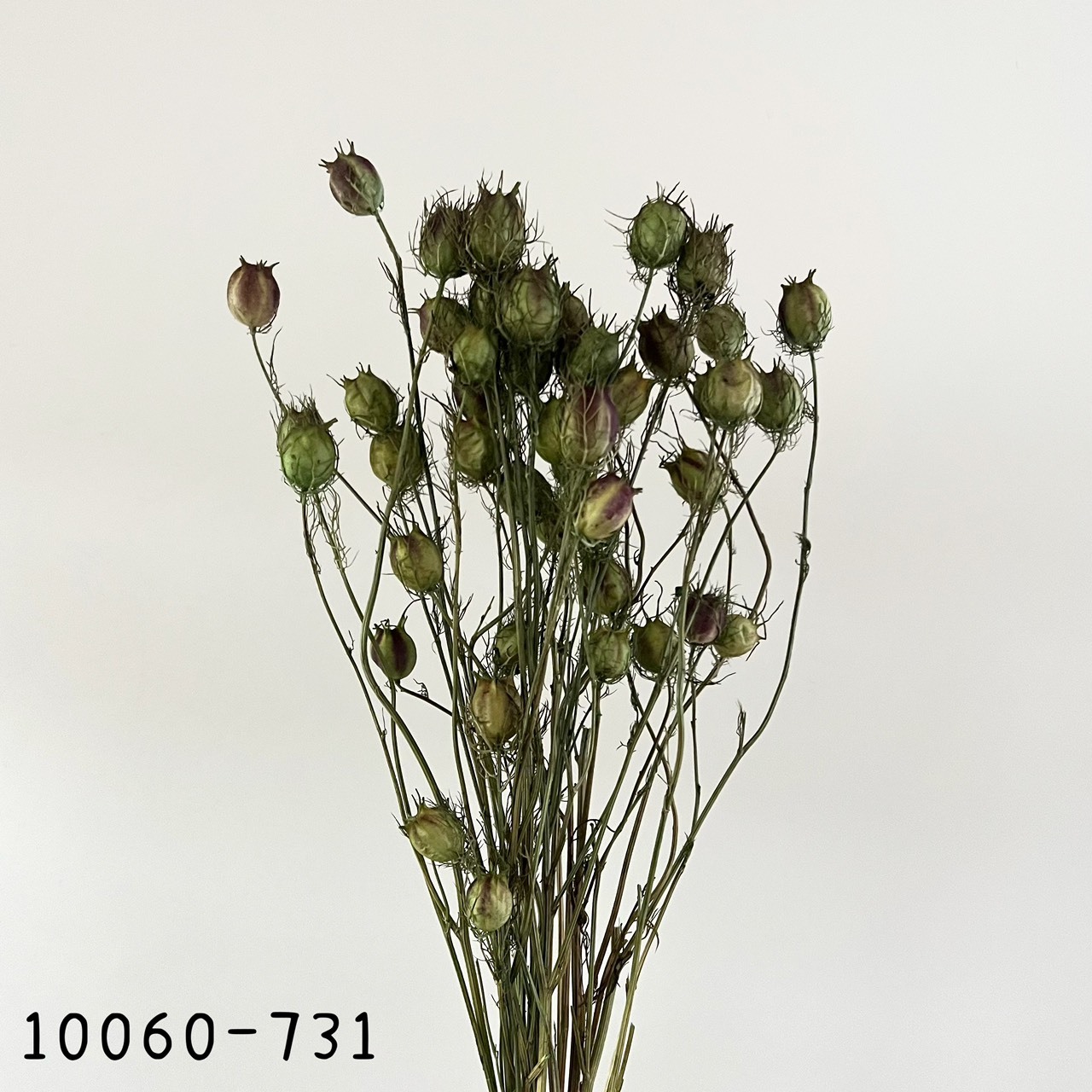 日本乾燥黑種果 10060-731