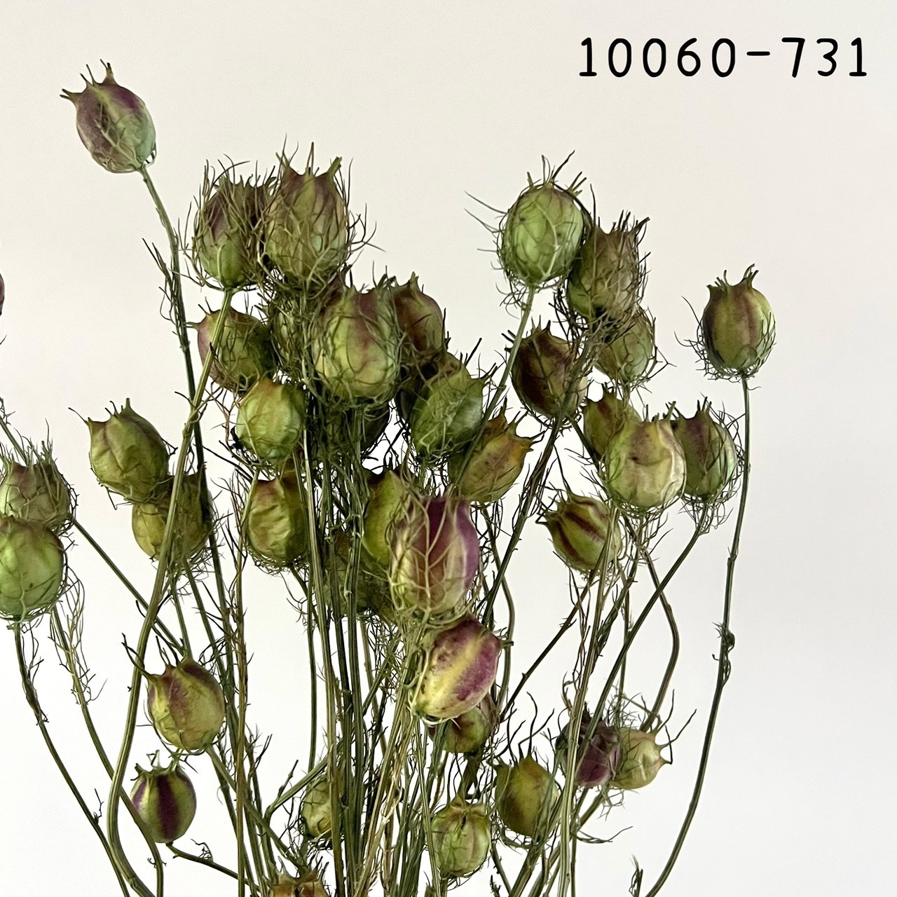 日本乾燥黑種果 10060-731