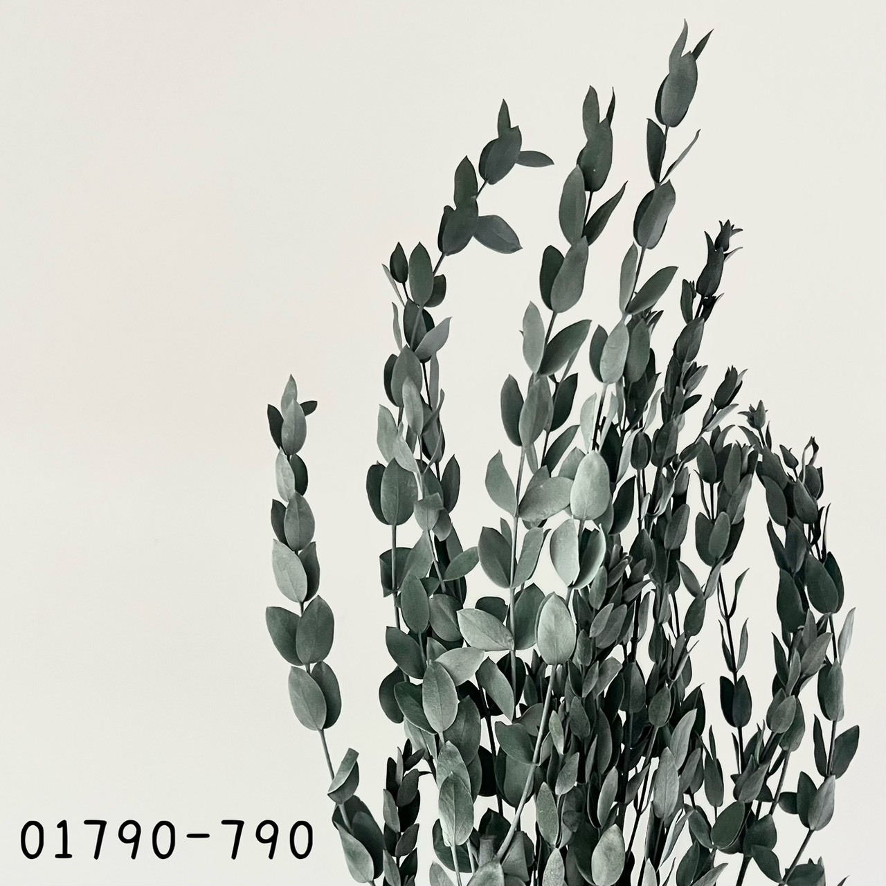 日本不凋小尖尤加利葉 01790-790