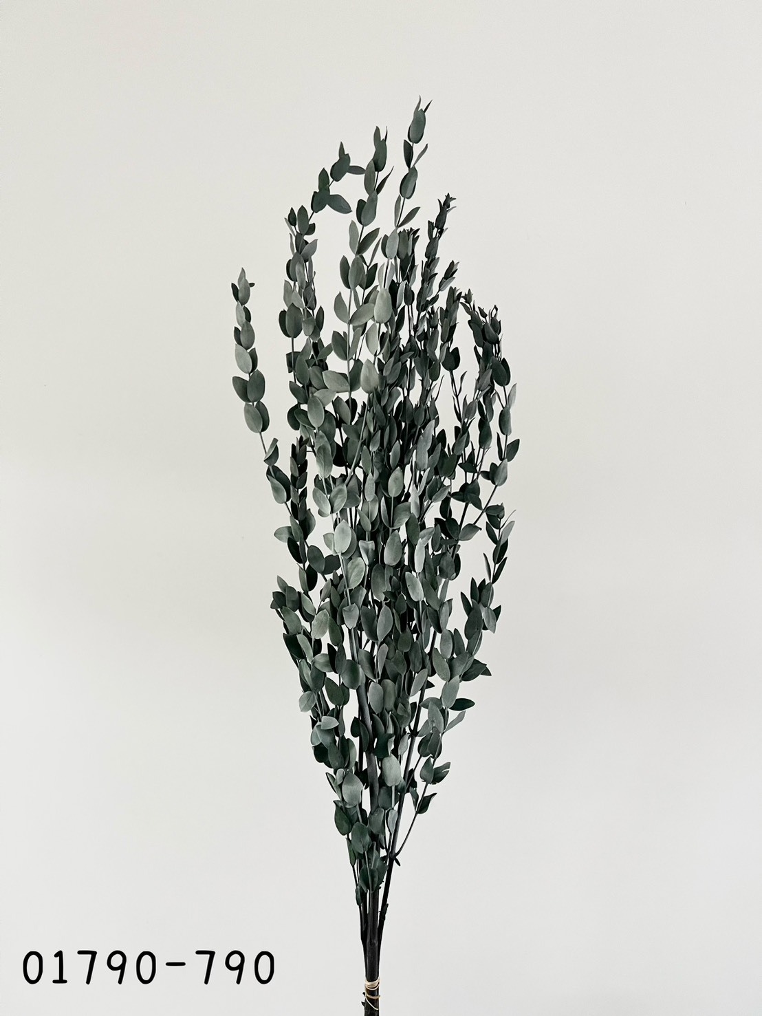 日本不凋小尖尤加利葉 01790-790