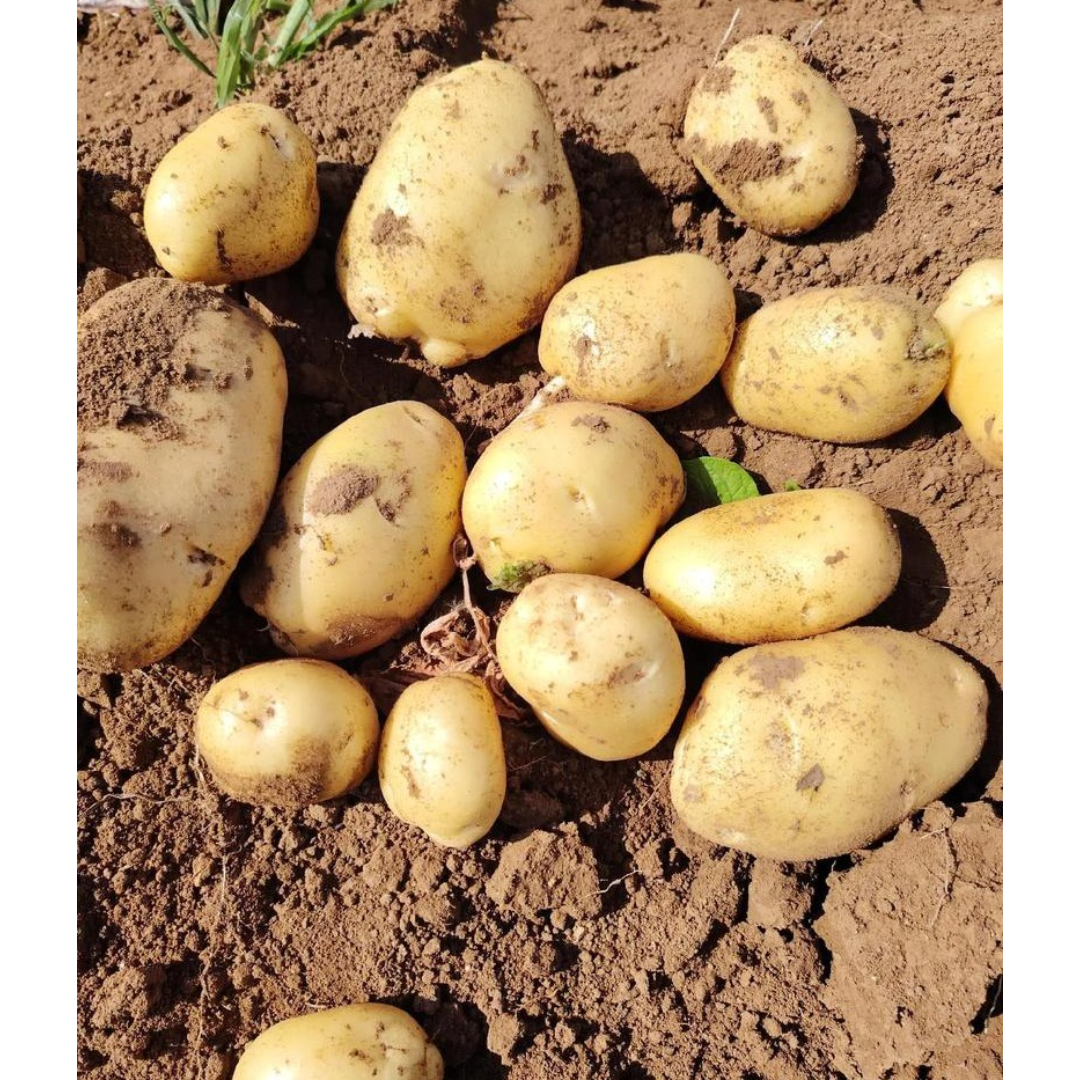 本地有機薯仔 (包)