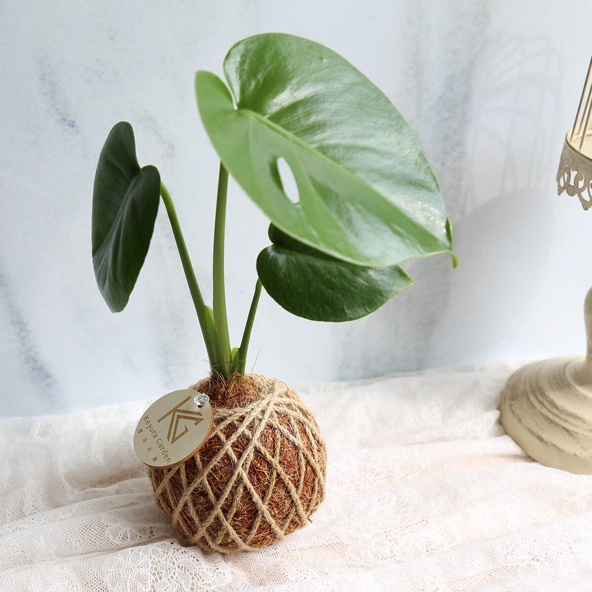 ⚡快閃優惠｜纏繩款小苔球買一送一⚡雙11活動-下單總數需為雙數才有優惠!