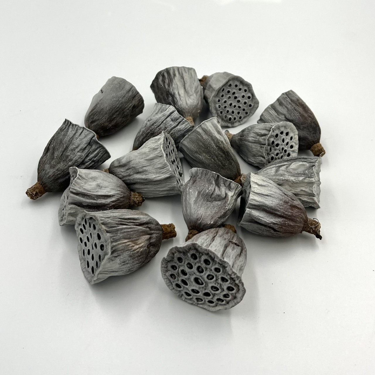 乾燥原色/白雪蓮蓬 (15個)