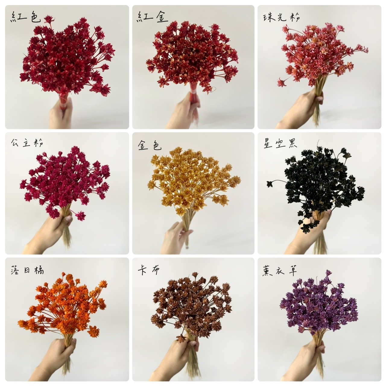 義大利乾燥松毬