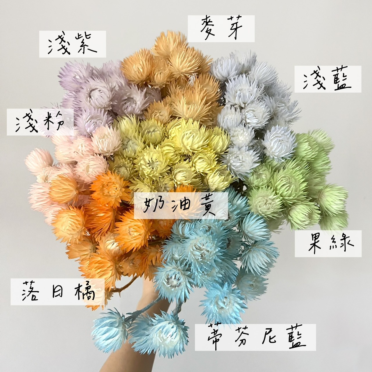 小花旱雪蓮