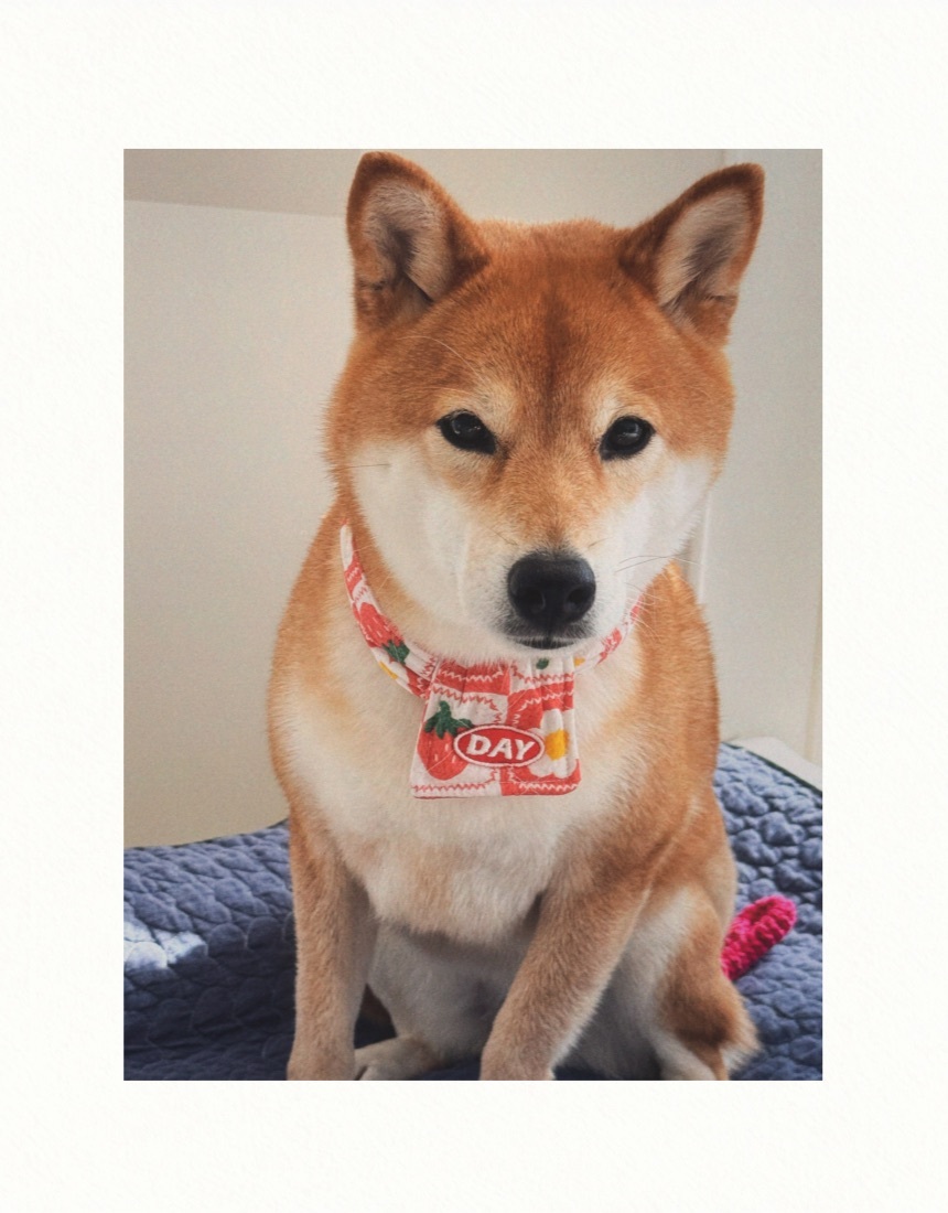 【預購】cuddly day｜ひより 圍巾