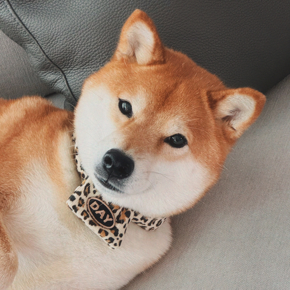 【預購】cuddly day｜金色豹紋