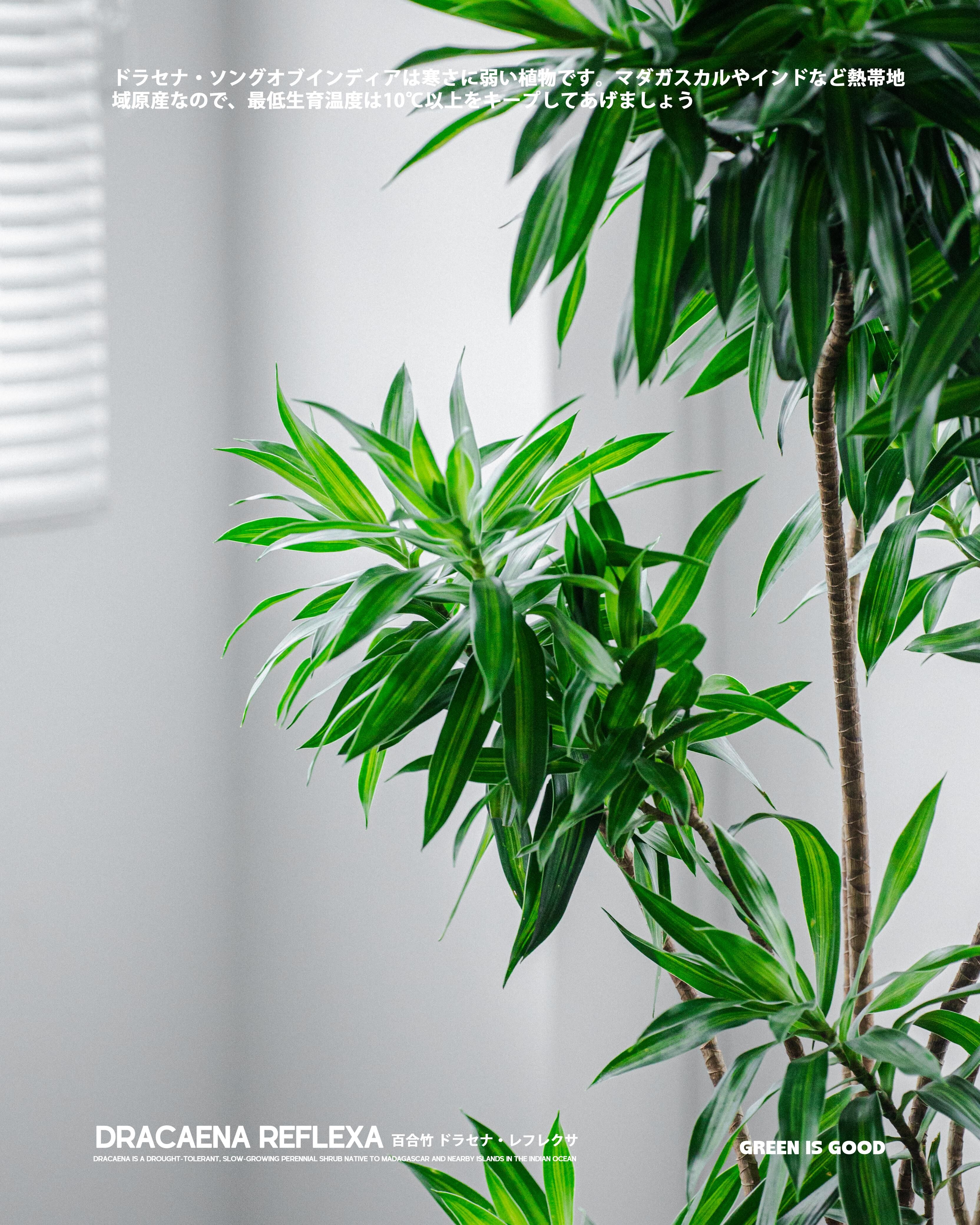 百合竹 — 超易養的室內綠植