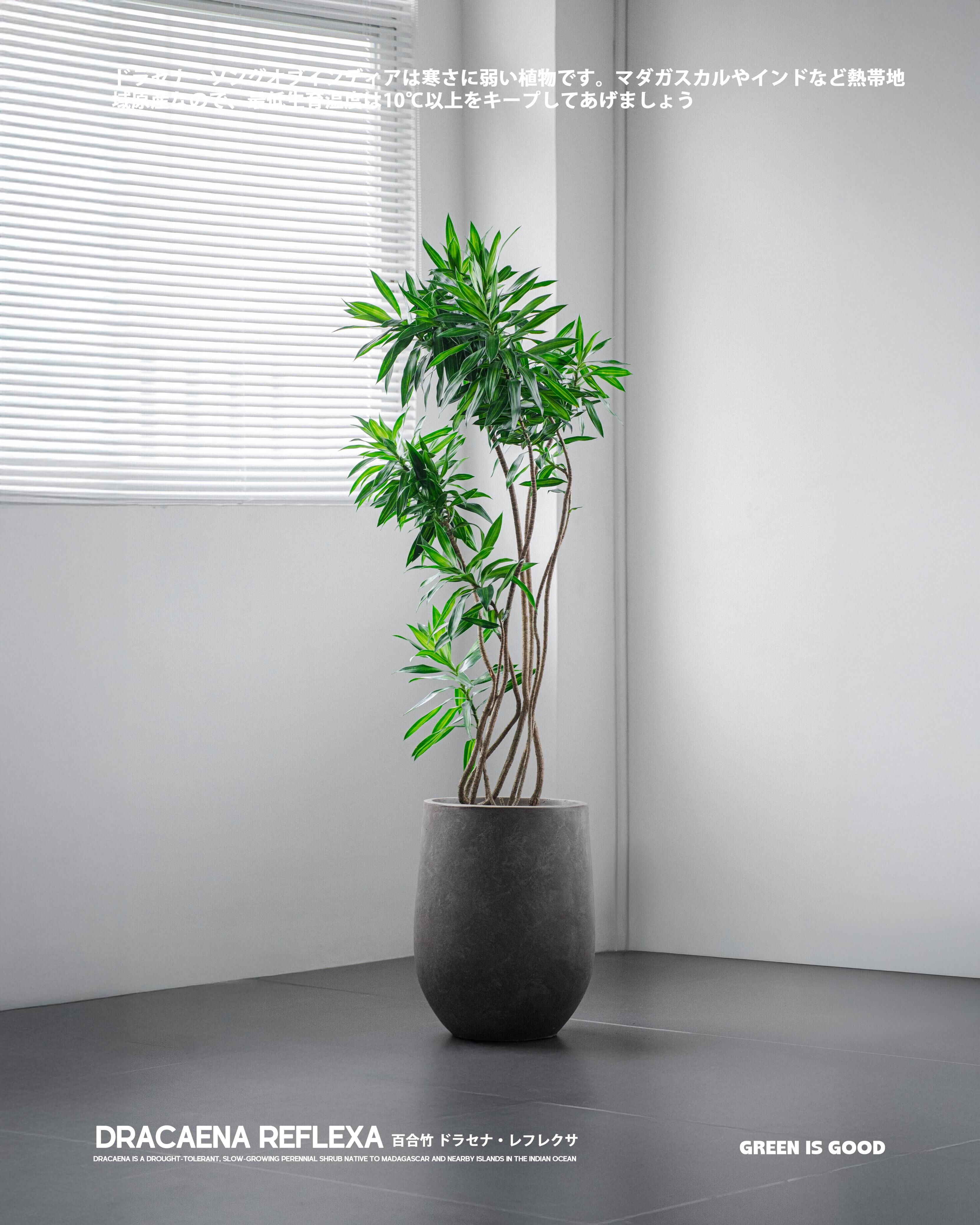 百合竹 — 超易養的室內綠植