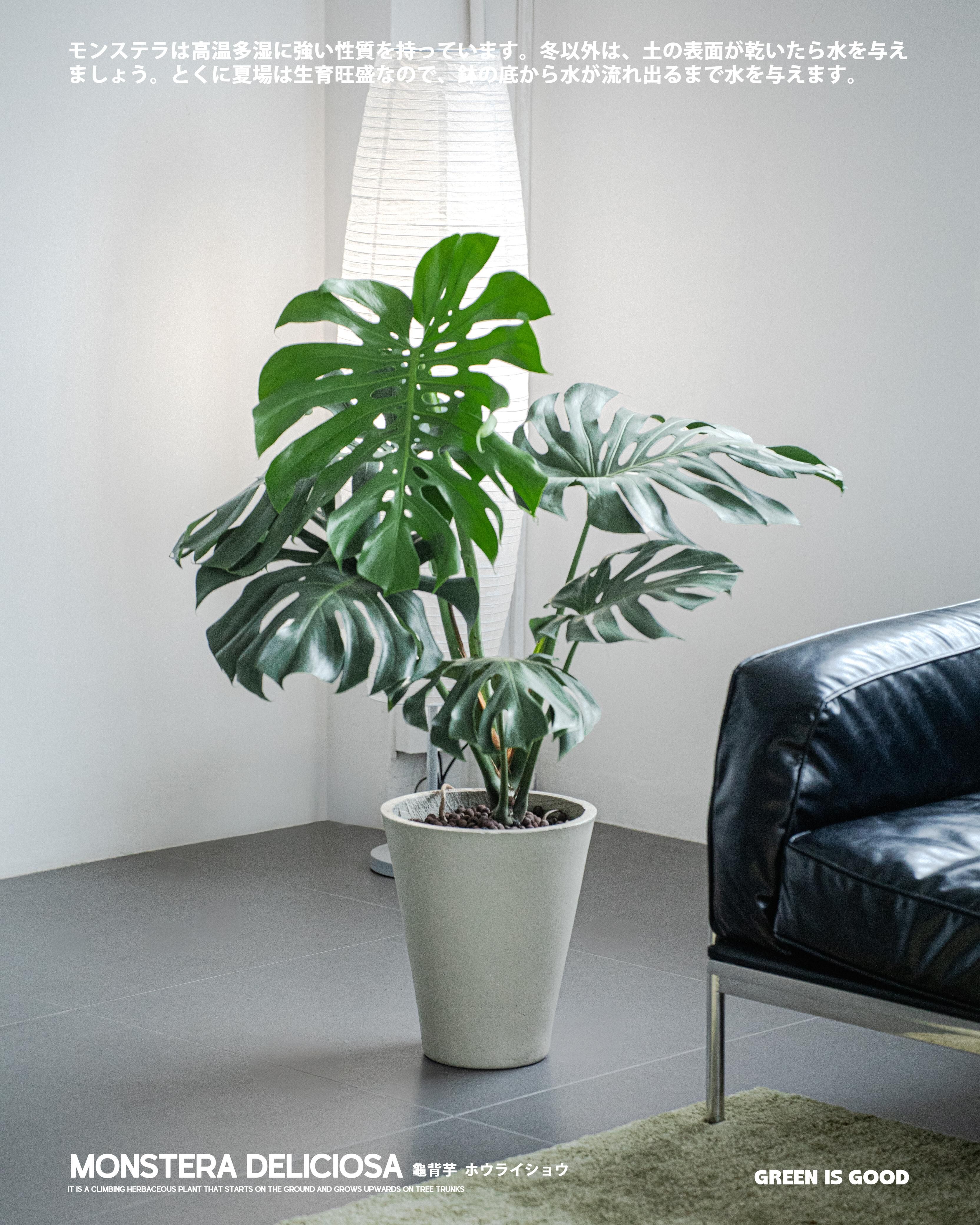 龜背芋 — 超受歡迎的室內觀賞植物