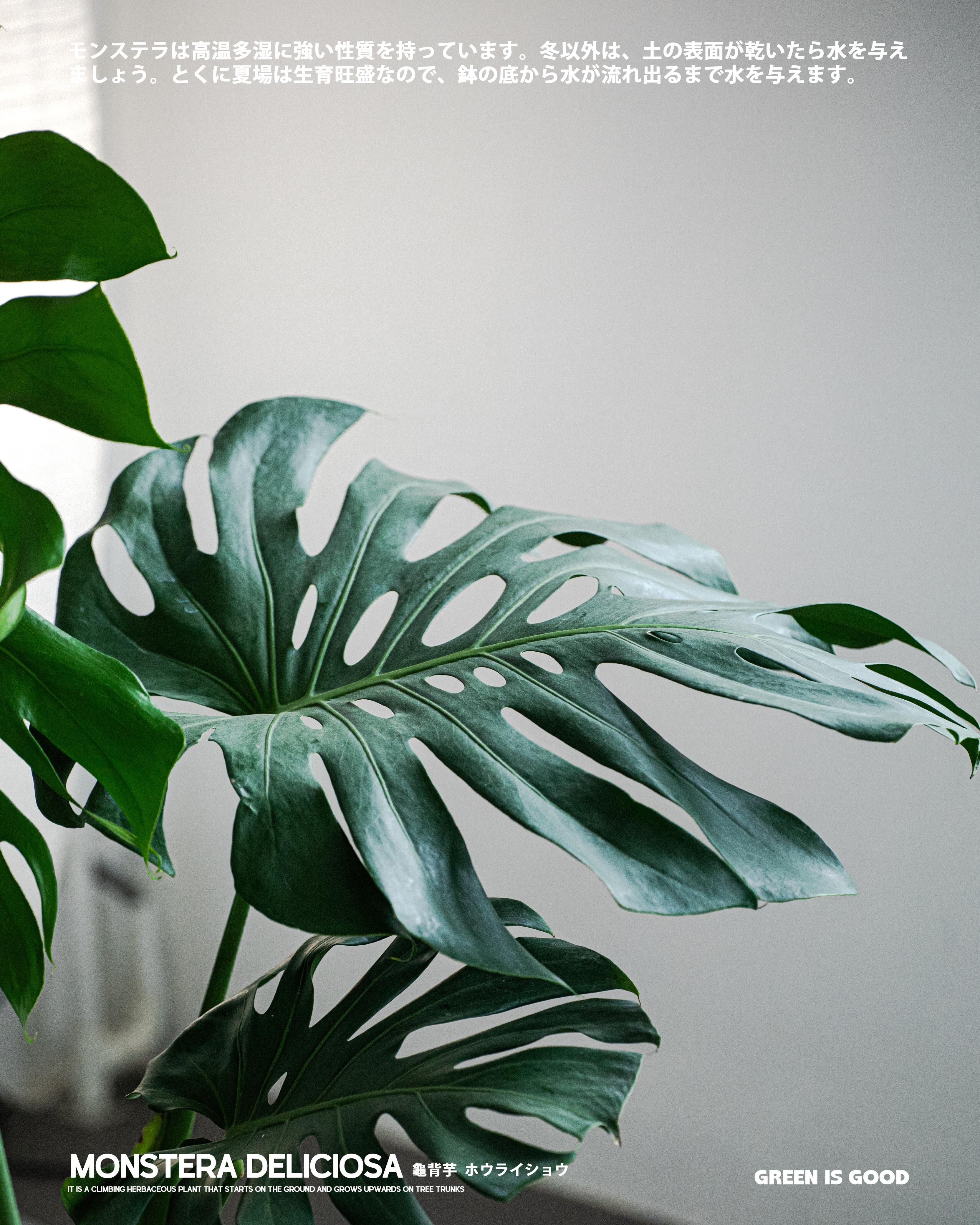 龜背芋 — 超受歡迎的室內觀賞植物