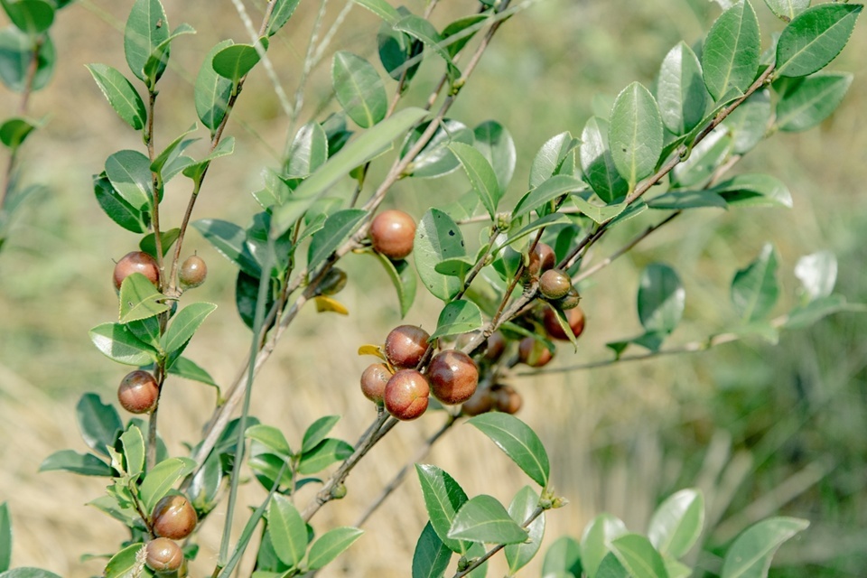 雖然叫「苦茶油」，但它跟茶葉一點關係都沒有，真正的原料是「油茶樹的種子」。