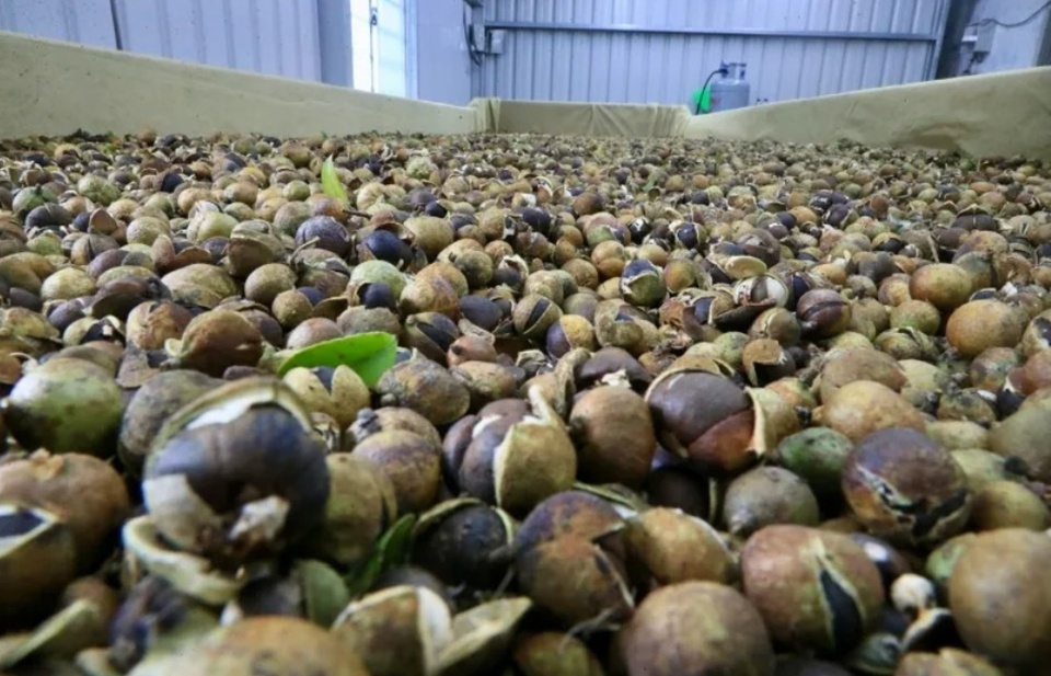 採下的苦茶油茶果實會先去殼、取出油籽，接著進行日曬或烘乾，讓水分控制在 10％ 以下。