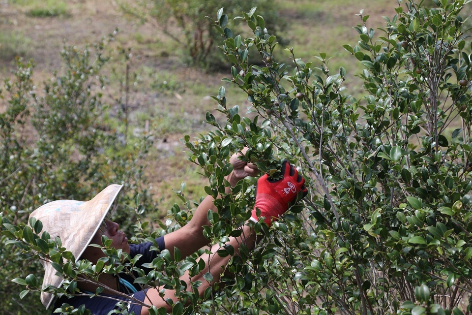 茶籽堂選擇反其道而行，成立農業團隊，並在全台推動苦茶樹契作農場及新植計畫。