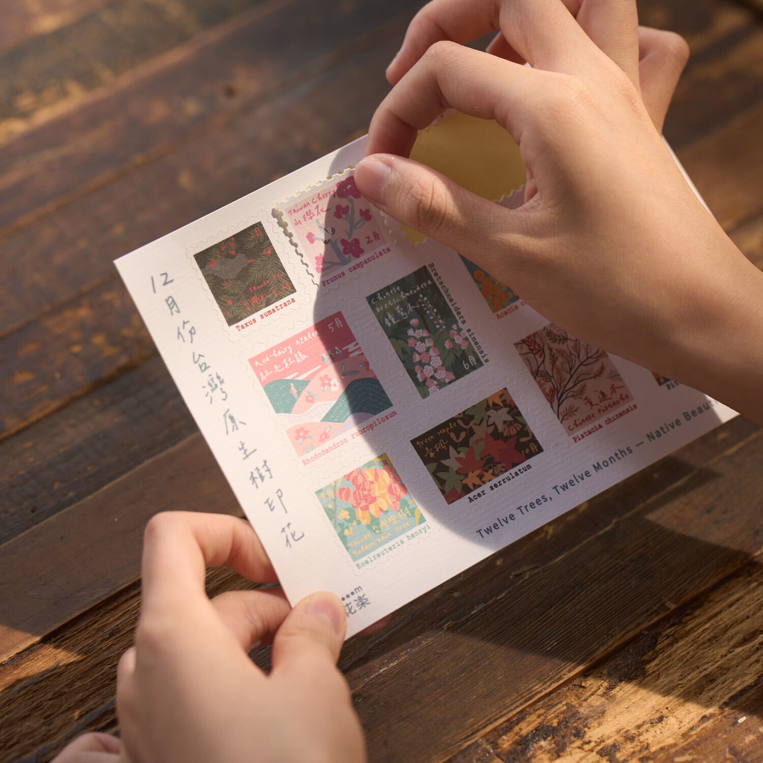 印花樂郵票造型貼紙/台灣原生樹/12月份