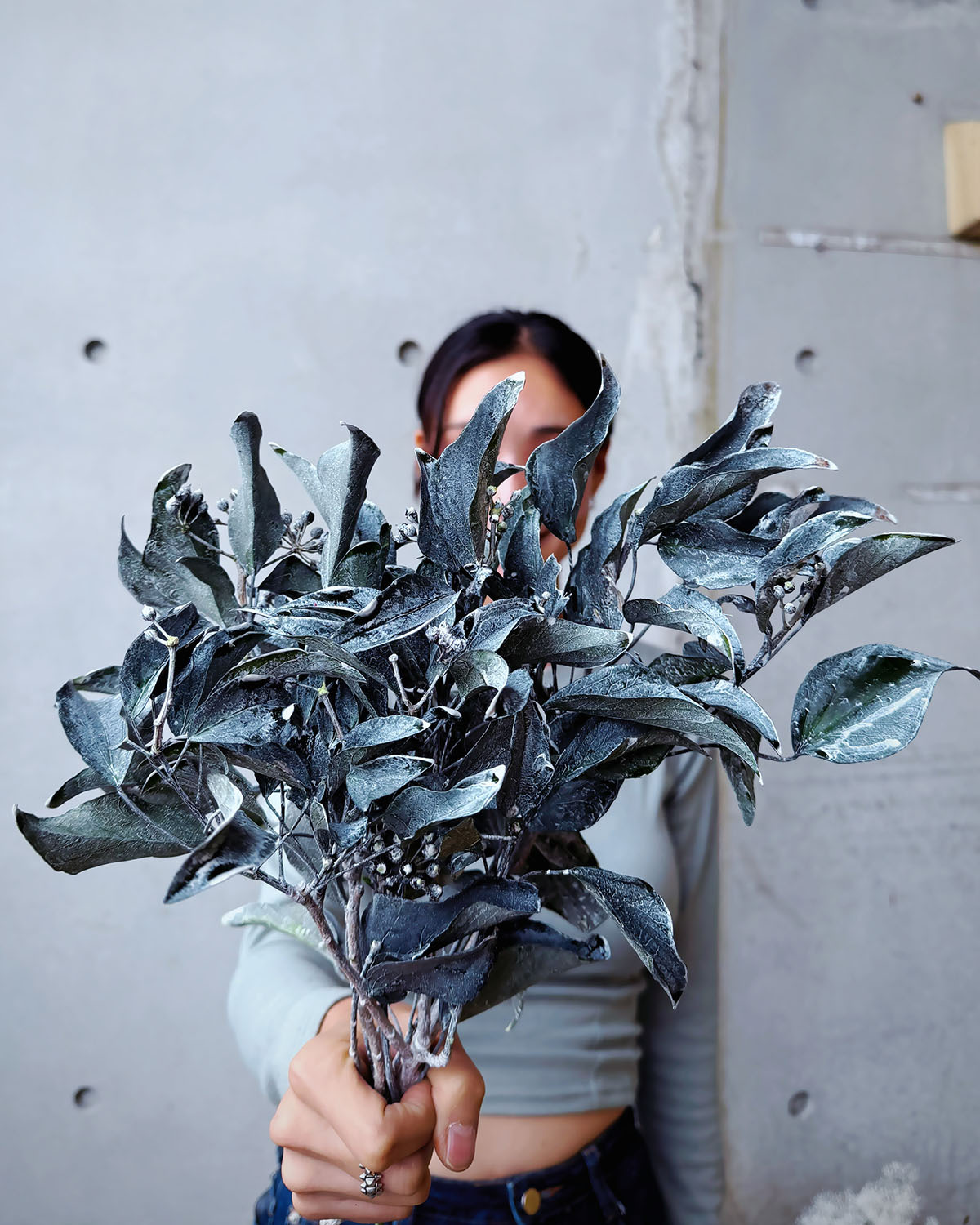 永生刷色常春藤（日本）