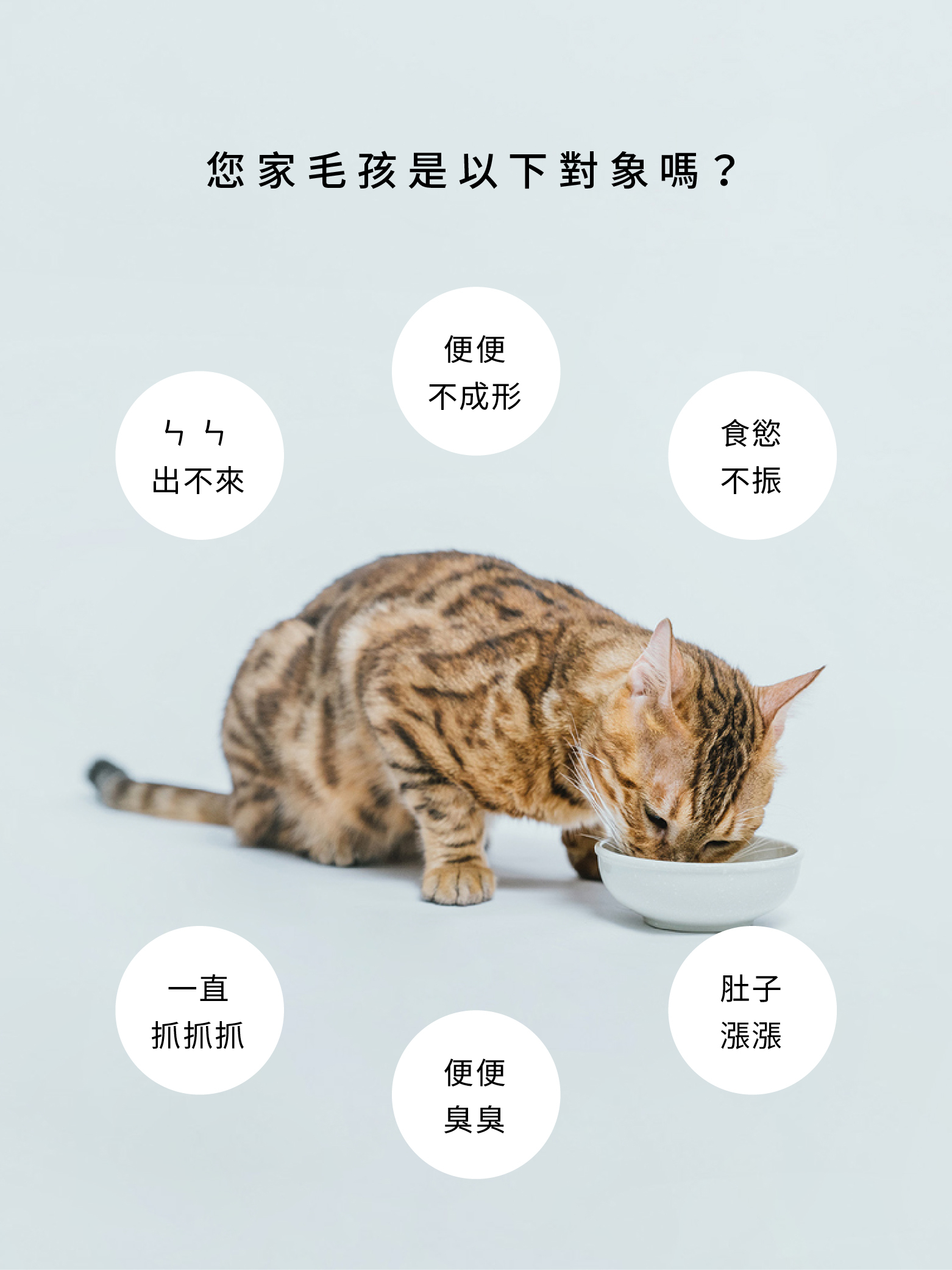 貓益生菌