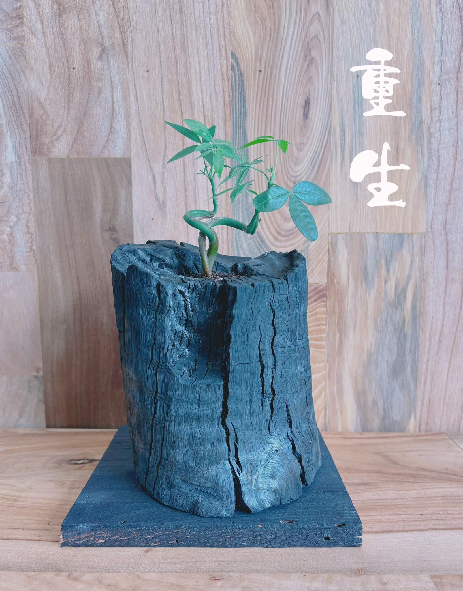 【1024專屬訂單 FB -林秀娟】Rewood 龍眼炭盆栽－重生