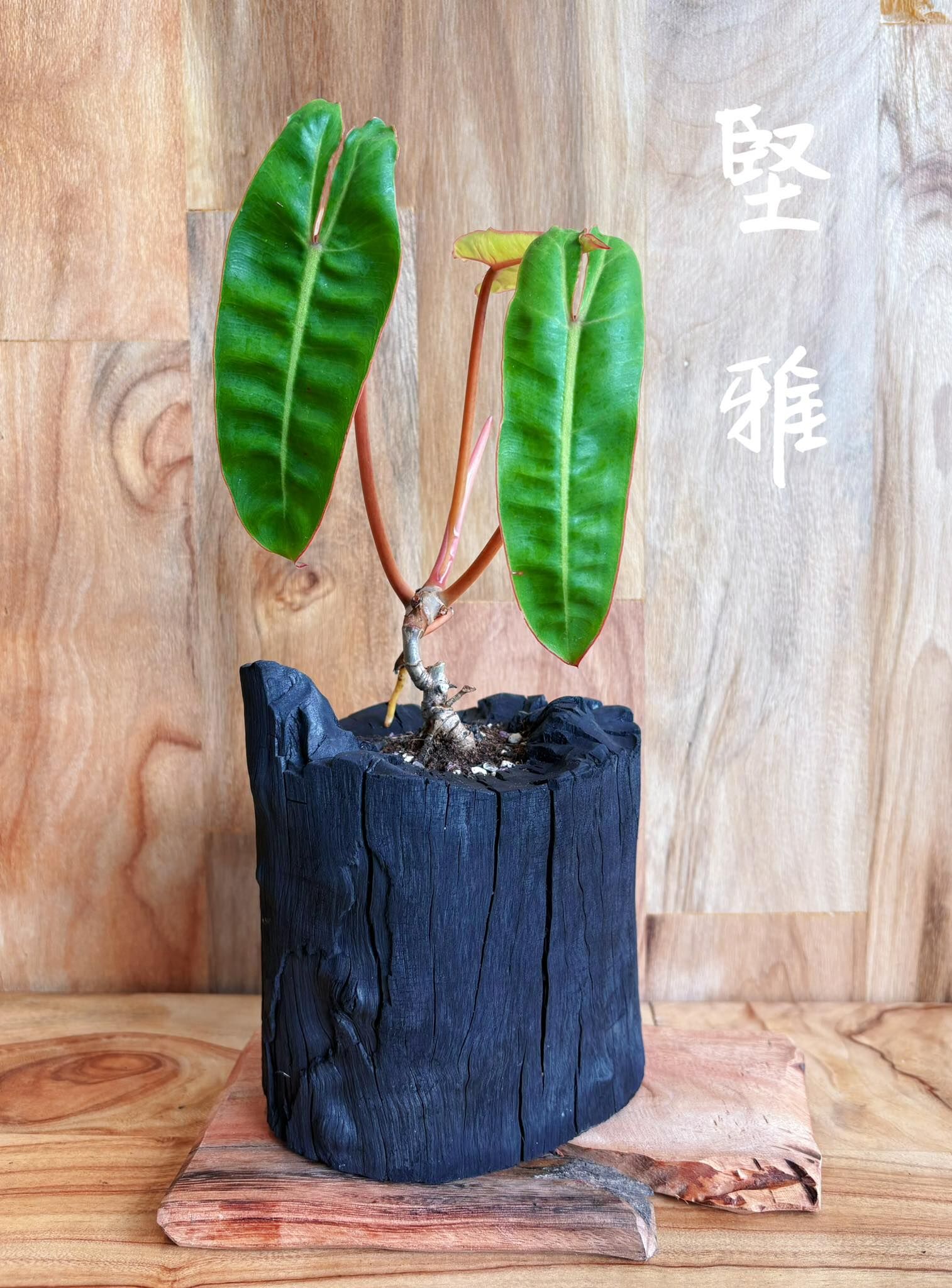 【1023專屬訂單 FB -張清秀】Rewood 龍眼炭盆栽－堅雅