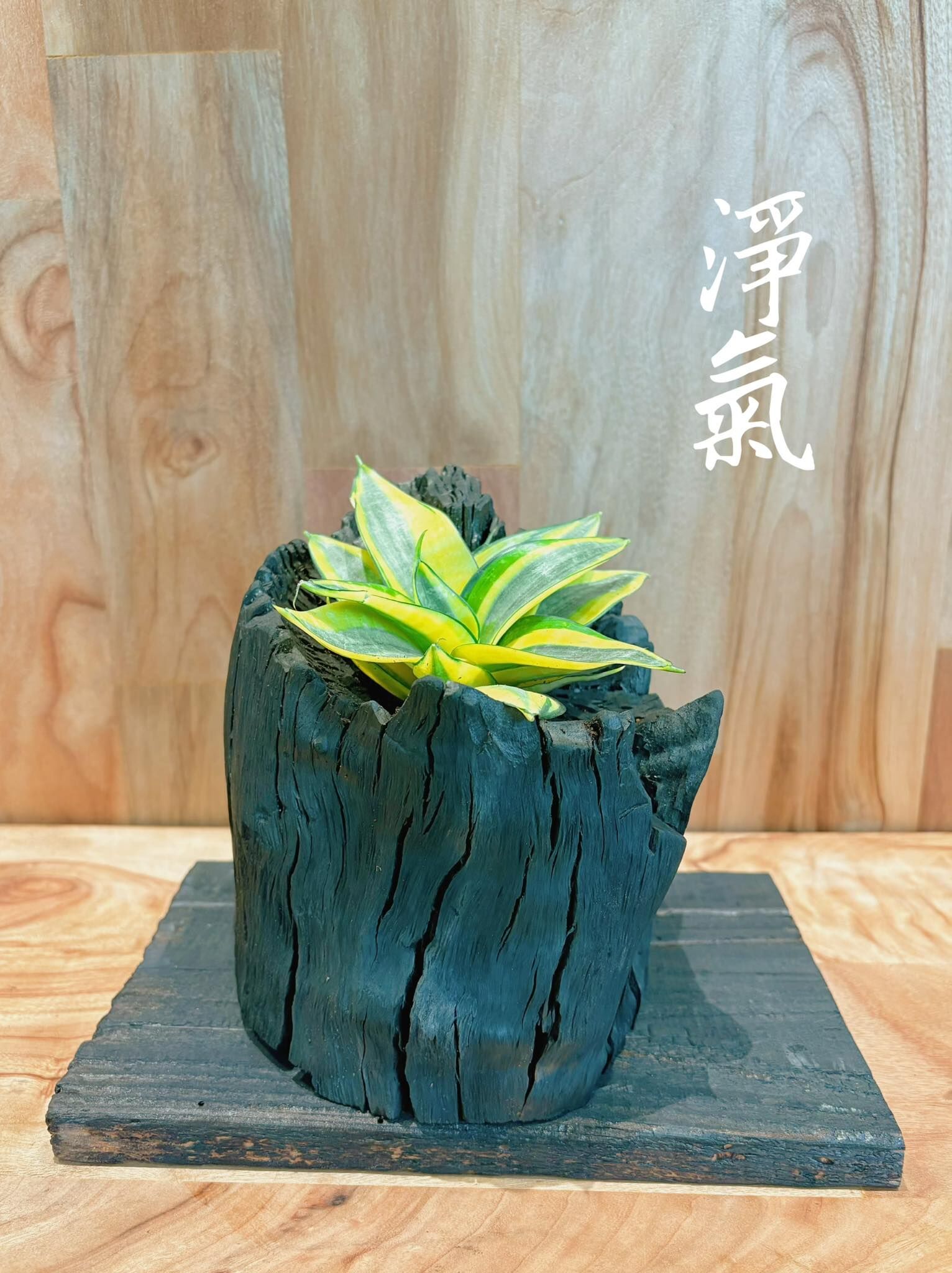 (專屬訂單)Rewood 龍眼炭盆栽－淨氣