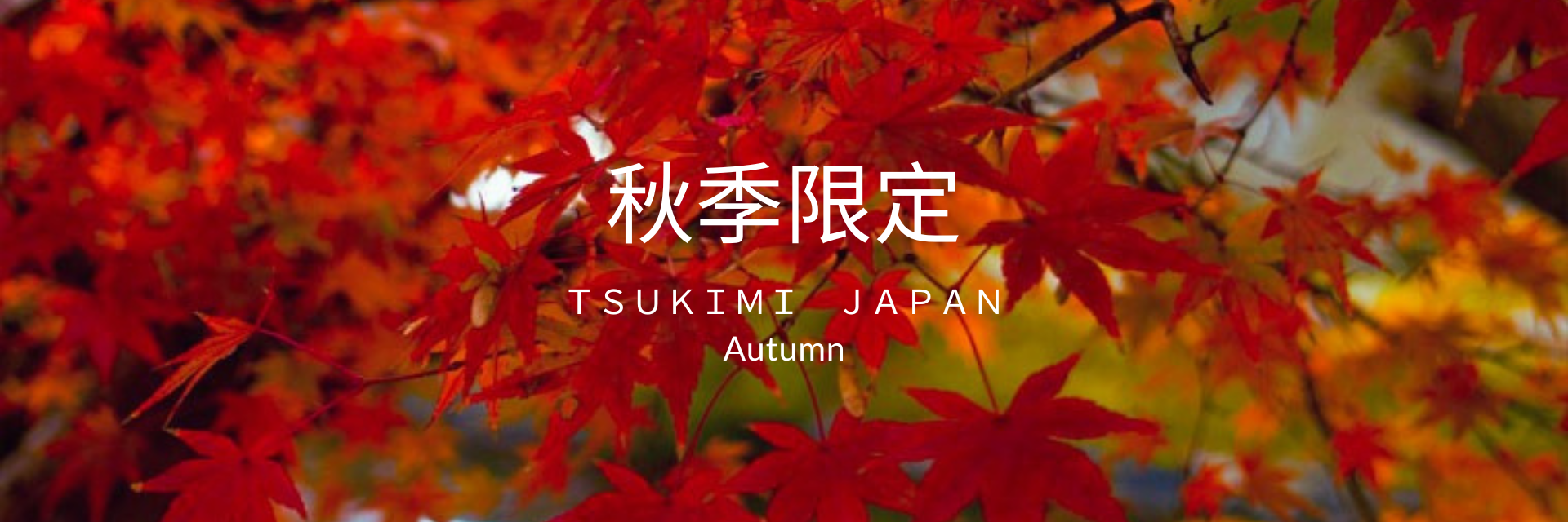 秋限定日本茶,春秋限定抹茶,秋限定小山園