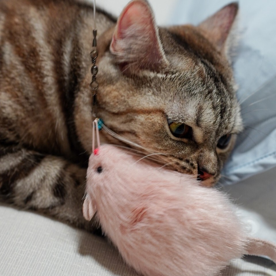 【熱銷】相當擬真．老鼠君┃多色