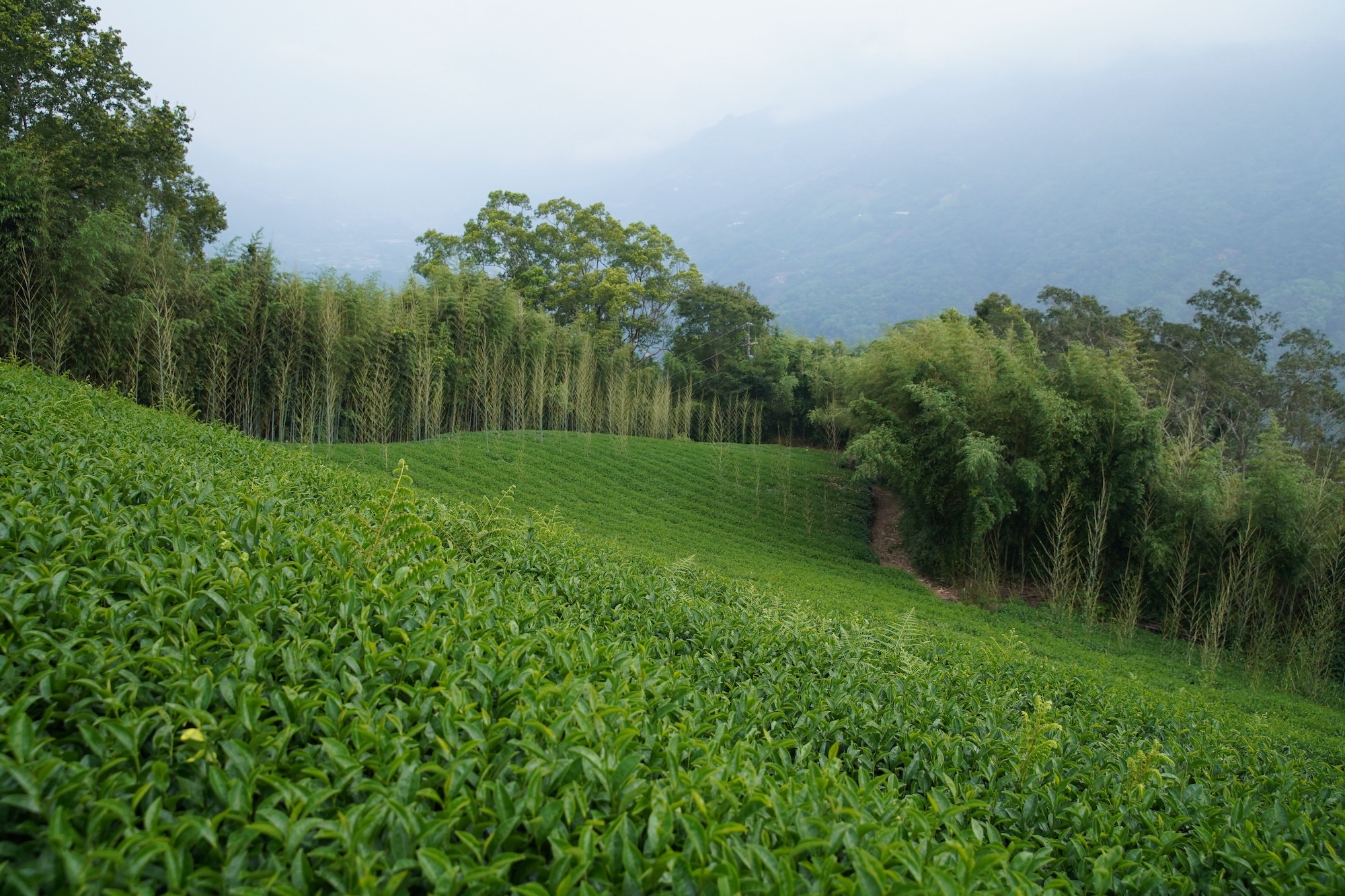 冉冉茶事從產地開始用心，與友善耕作的茶農契作