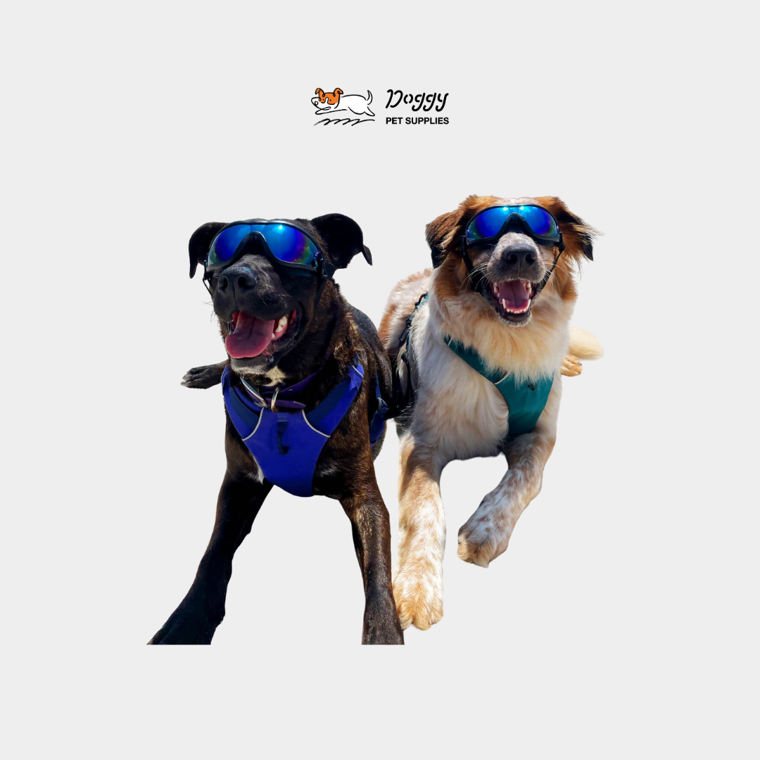 【 寵你超市 】 狗狗護目鏡