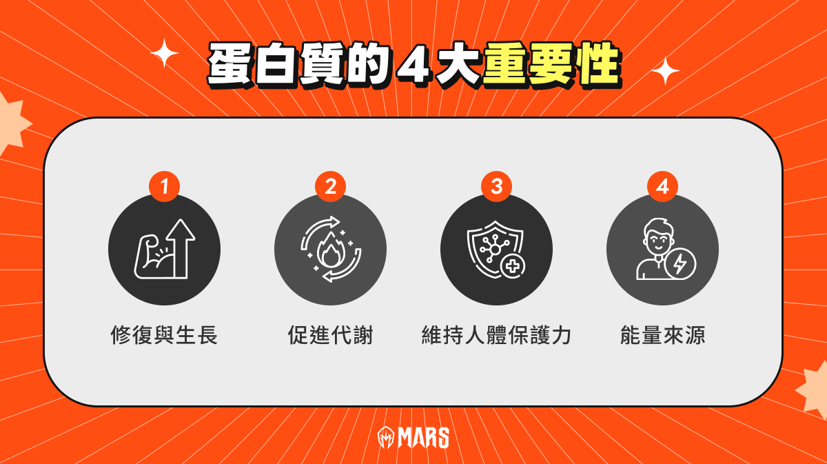 蛋白質的 4 大重要性