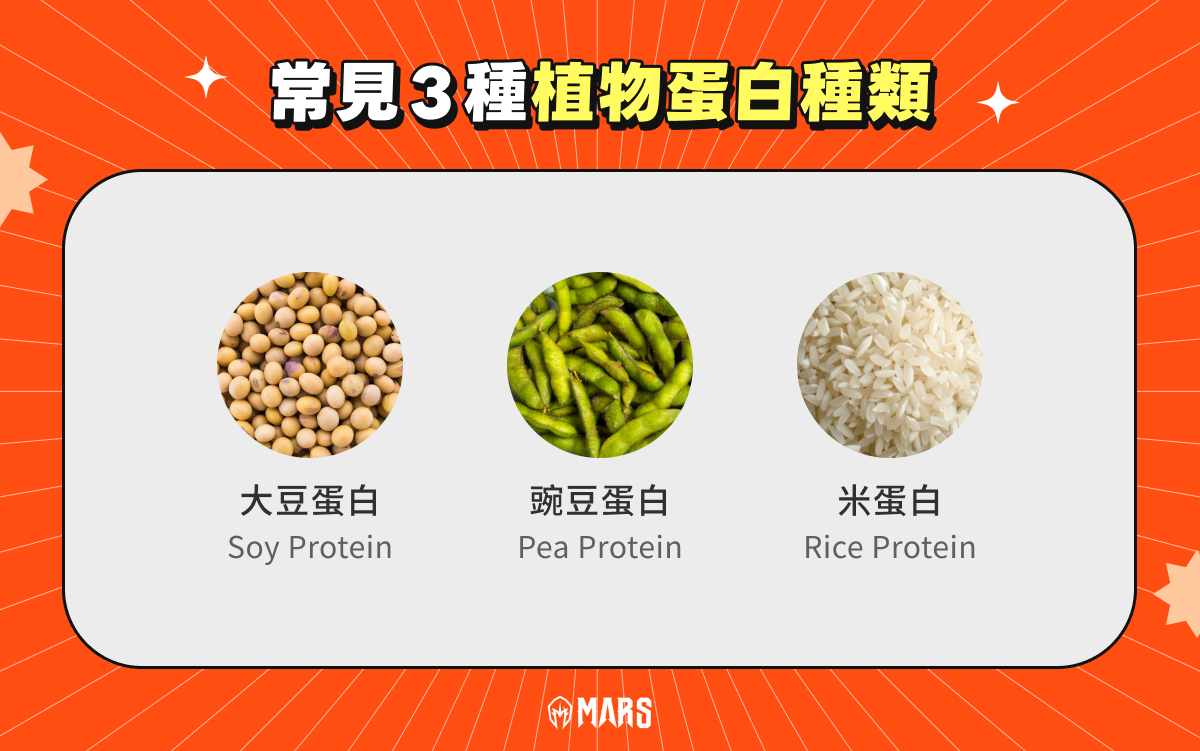 常見 3 種植物蛋白種類