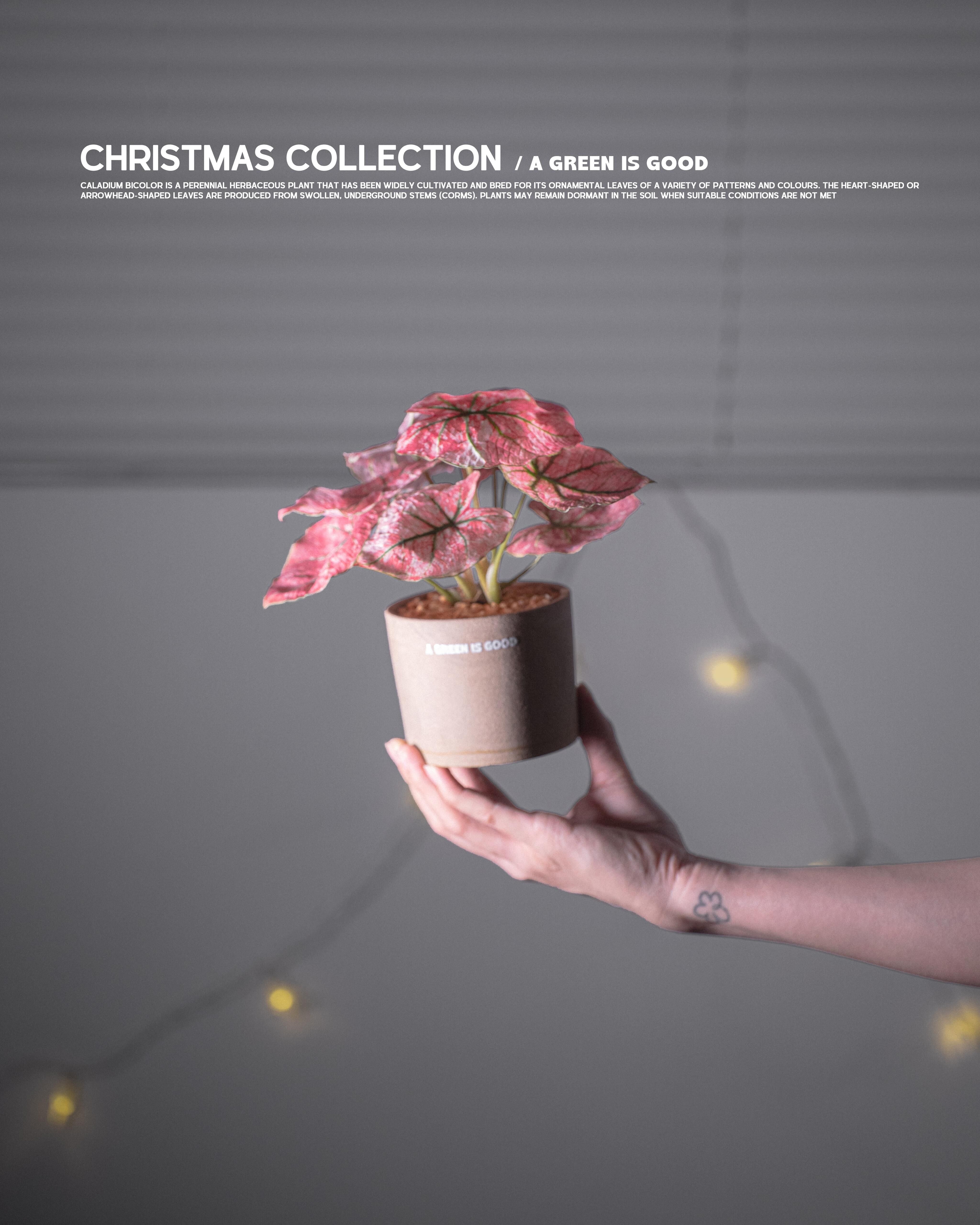 冬日限定🍧櫻花粉色彩葉芋