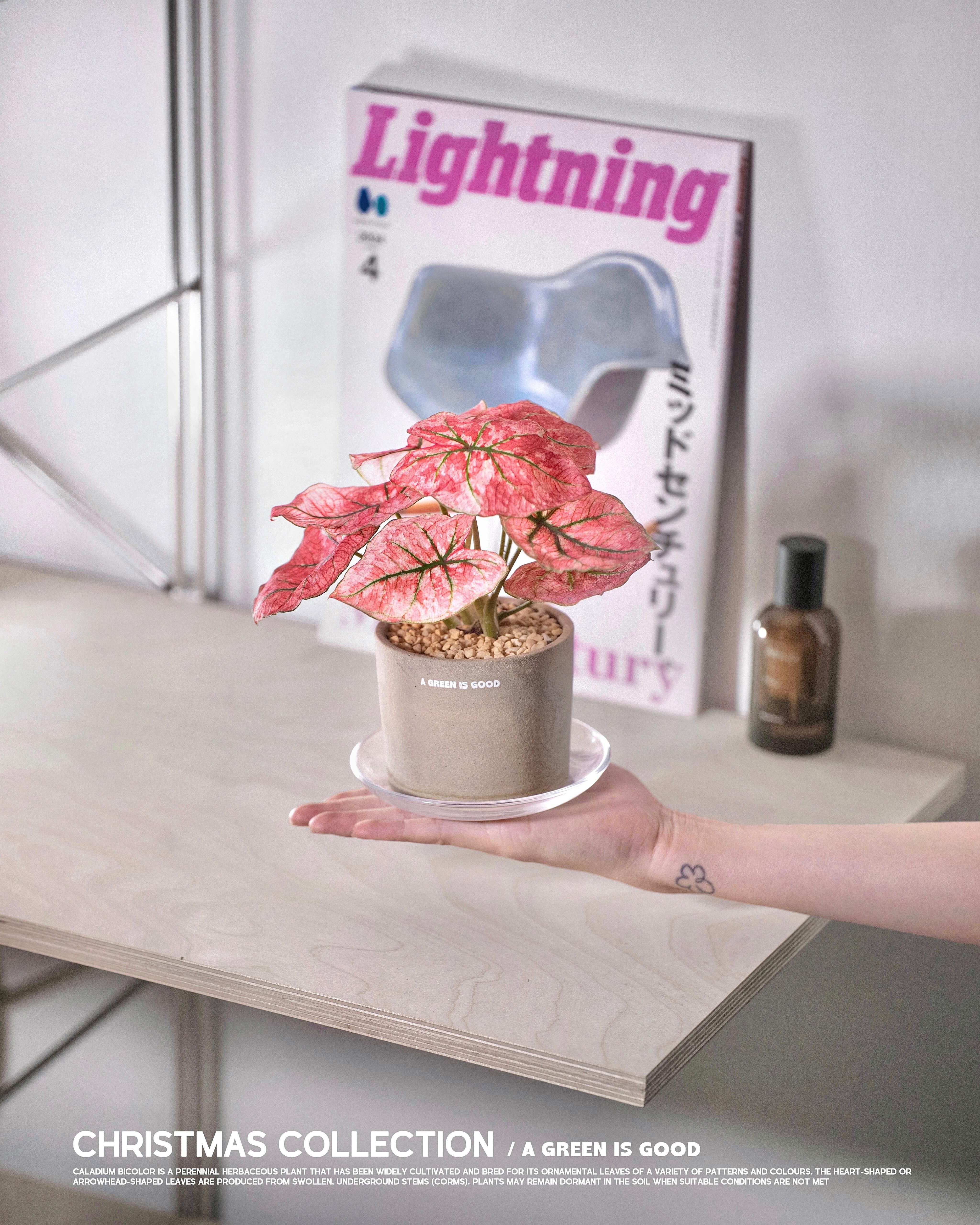 冬日限定🍧櫻花粉色彩葉芋