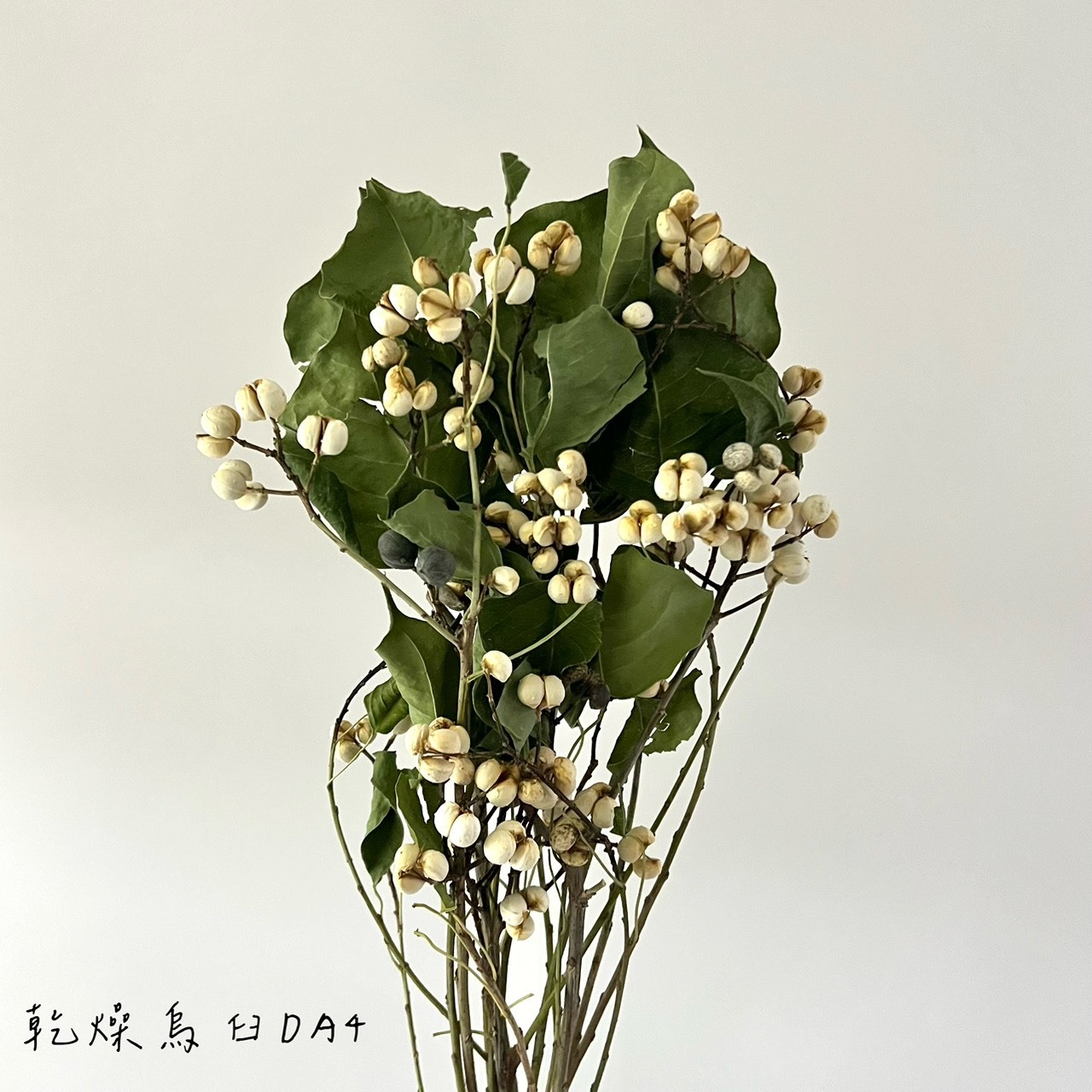 日本乾燥烏臼 DA4