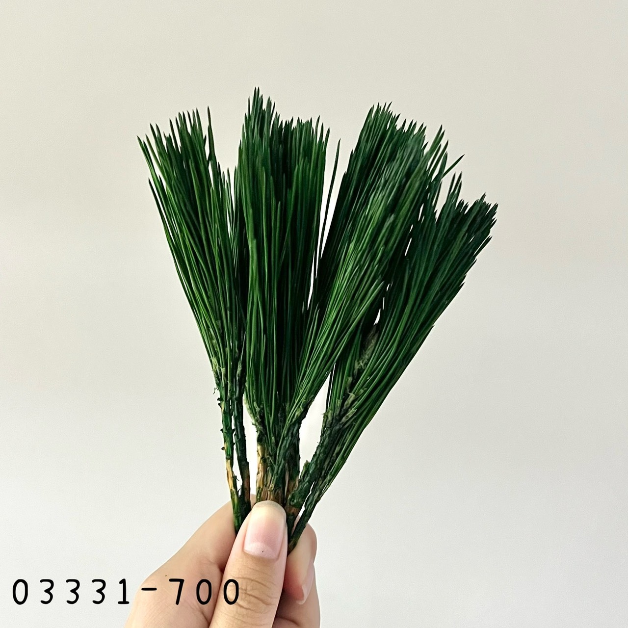 日本不凋都松散枝 03331-700