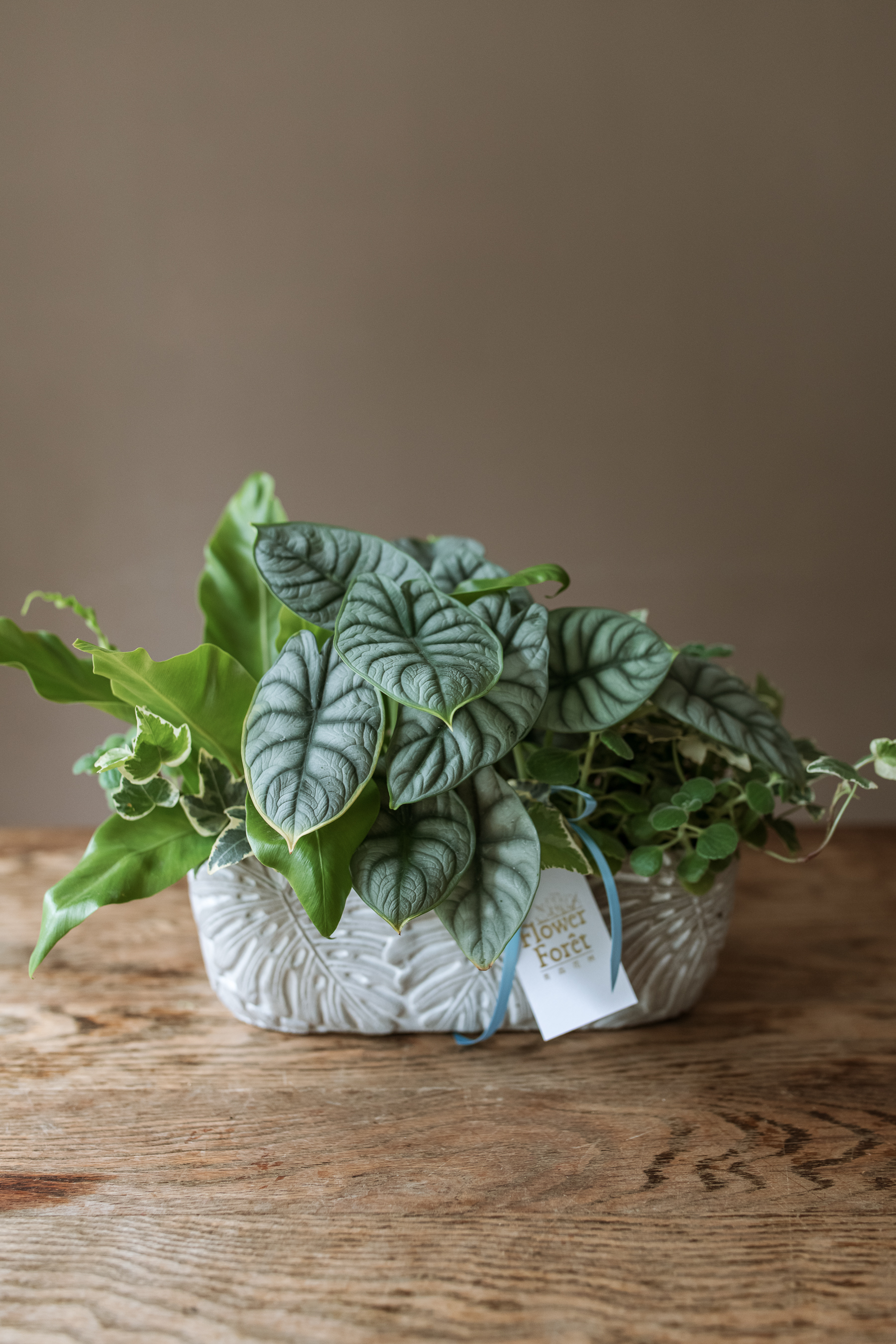 綠植盆栽桌上型-A款