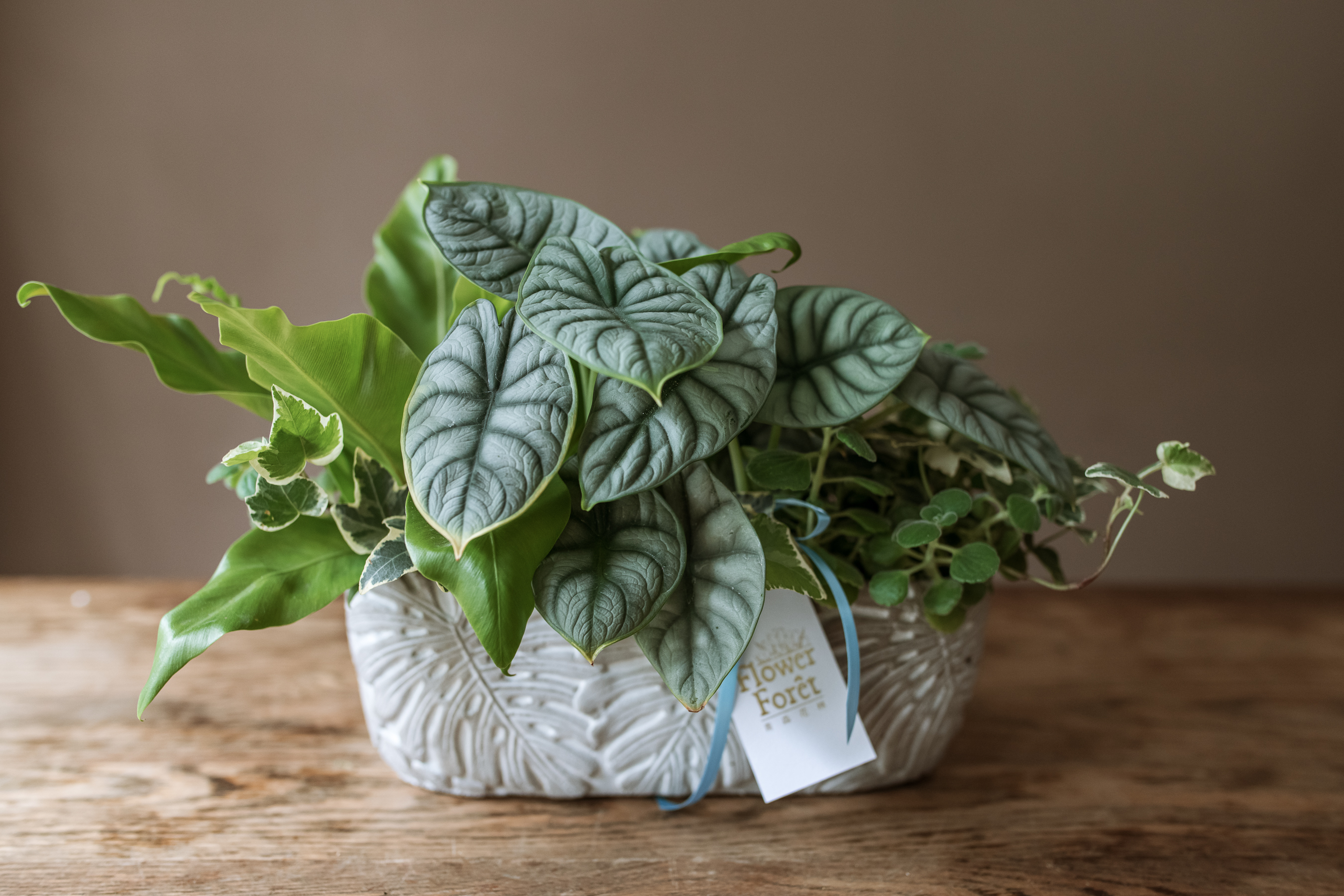 綠植盆栽桌上型-A款