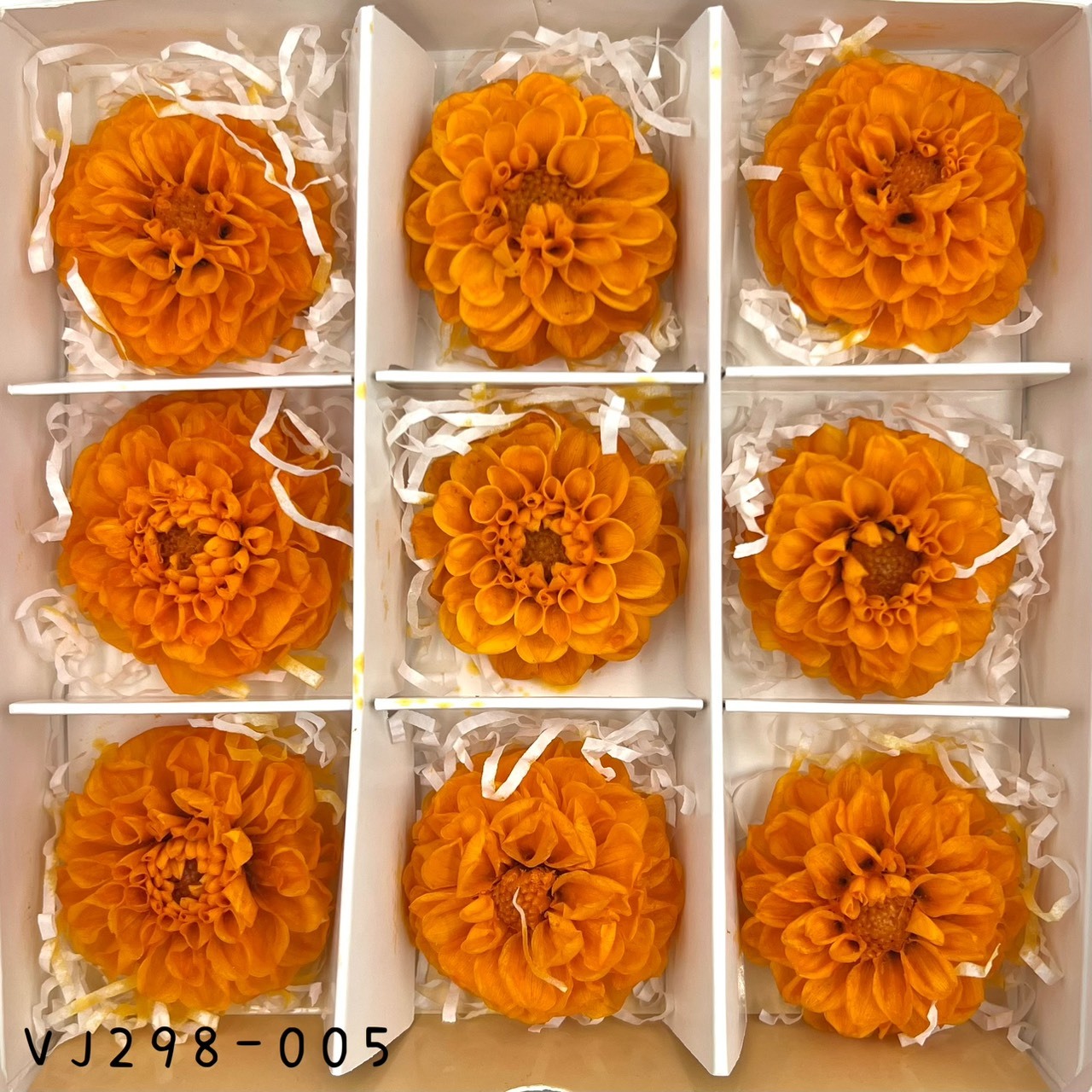 日本不凋大理花(9朵) VJ298-005