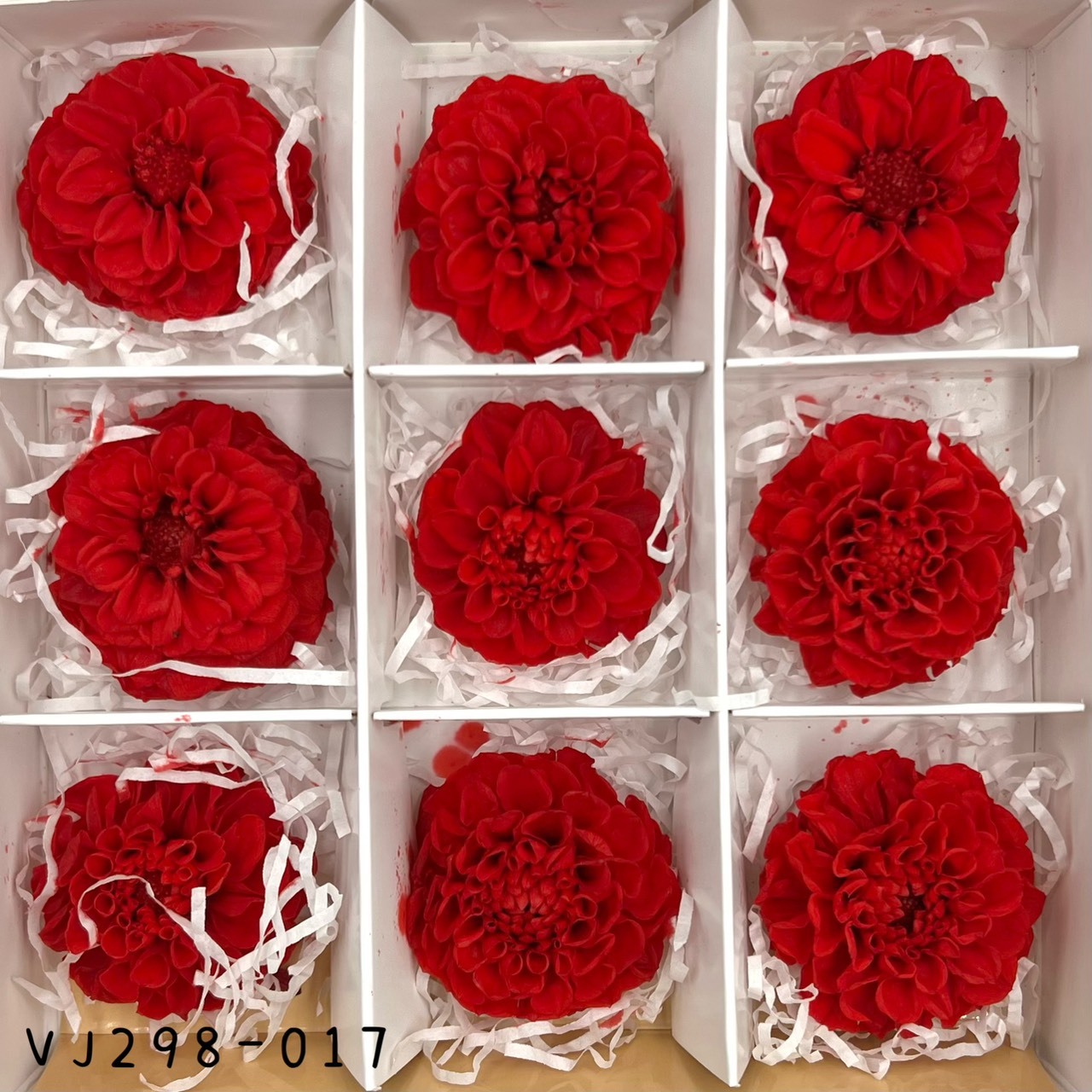 日本不凋大理花(9朵) VJ298-017