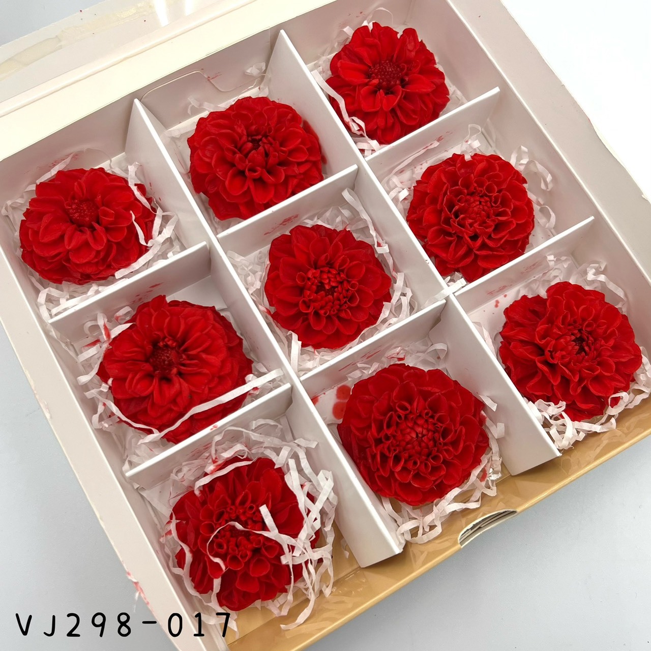 日本不凋大理花(9朵) VJ298-017