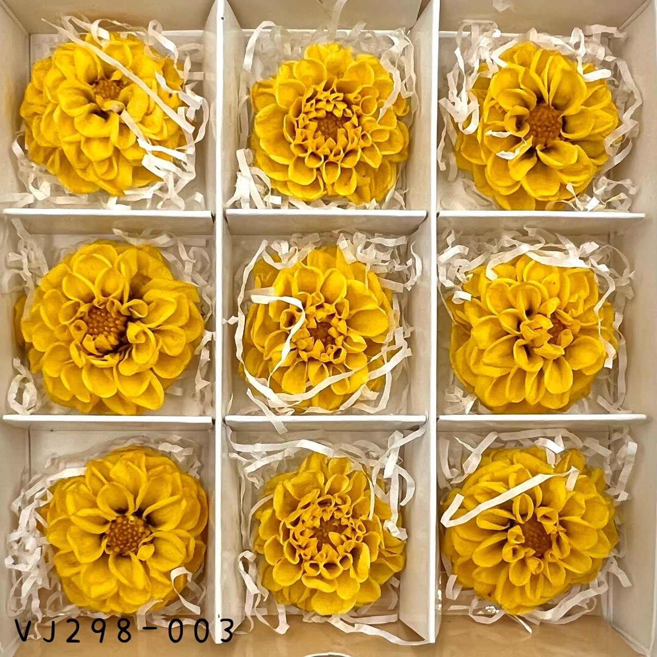 日本不凋大理花(9朵) VJ298-003