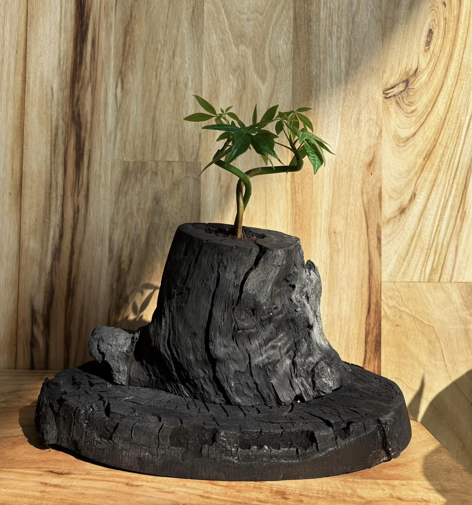 (專屬訂單 FB廖碧玉)Rewood 龍眼炭盆栽－歸根